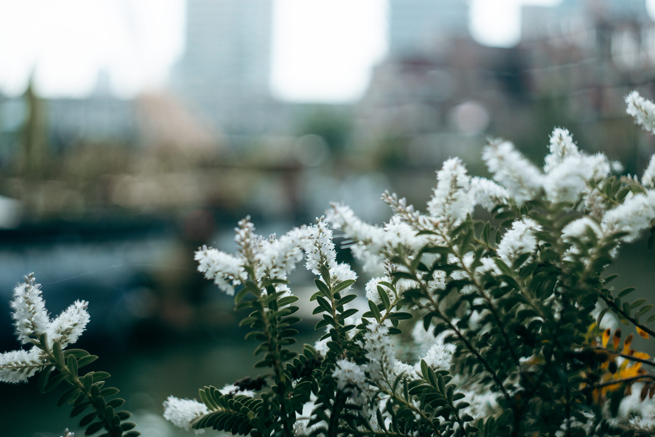 Weiße Blüten am Rederijhaven in Rotterdam fotografiert mit Helios 44