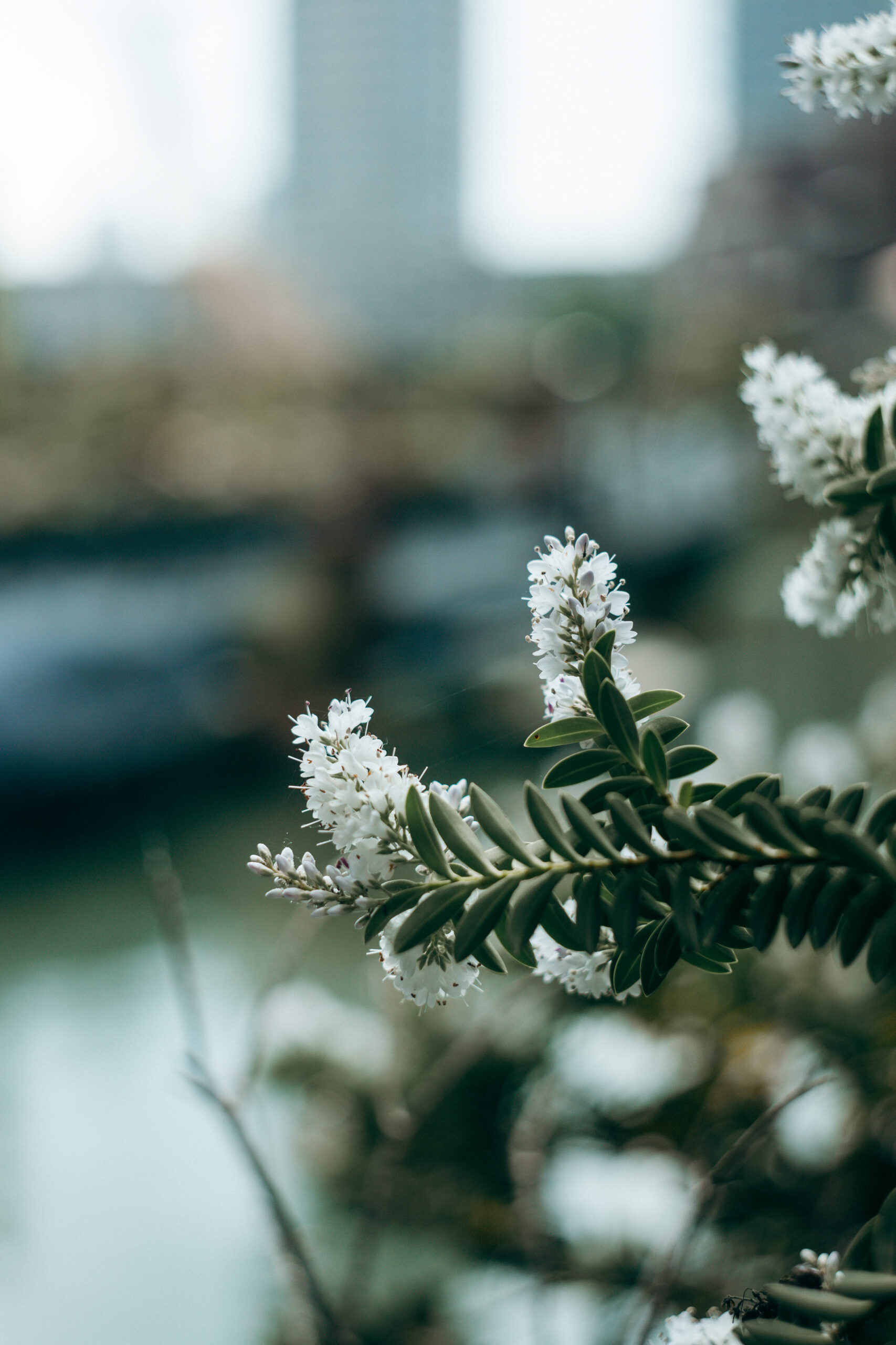 Weiße Blüten mit Vintage-Bokeh in Rotterdam