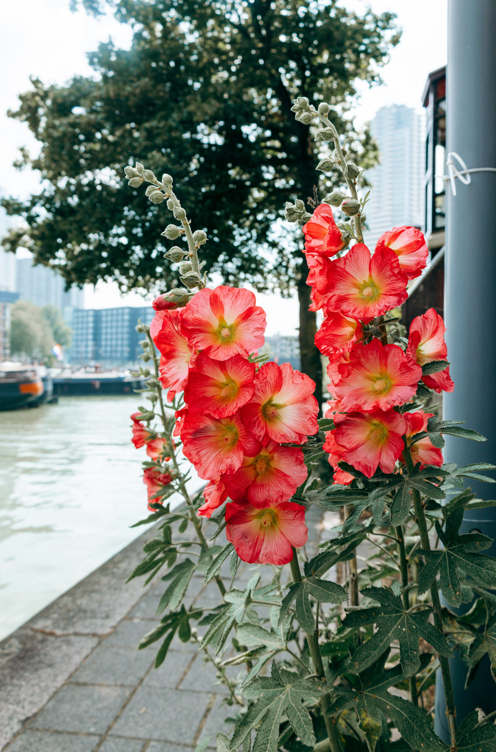 Rote Stockrosen am Rederijhaven in Rotterdam