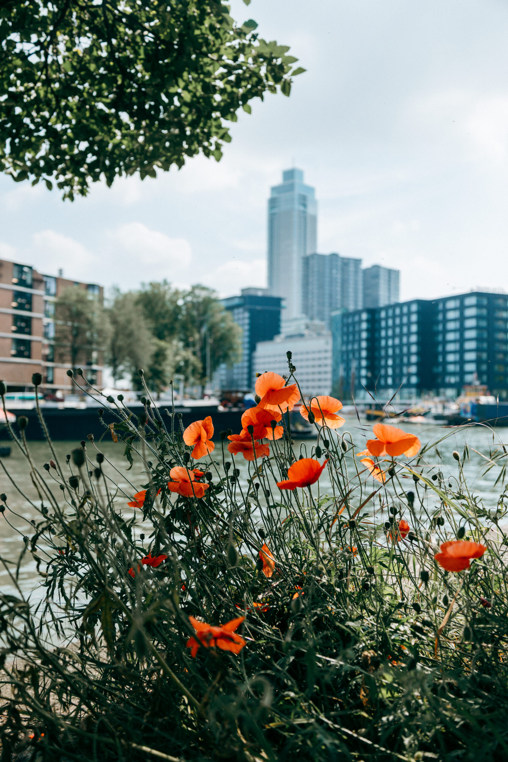Mohnblumen am Rederijhaven mit Skyline von Rotterdam