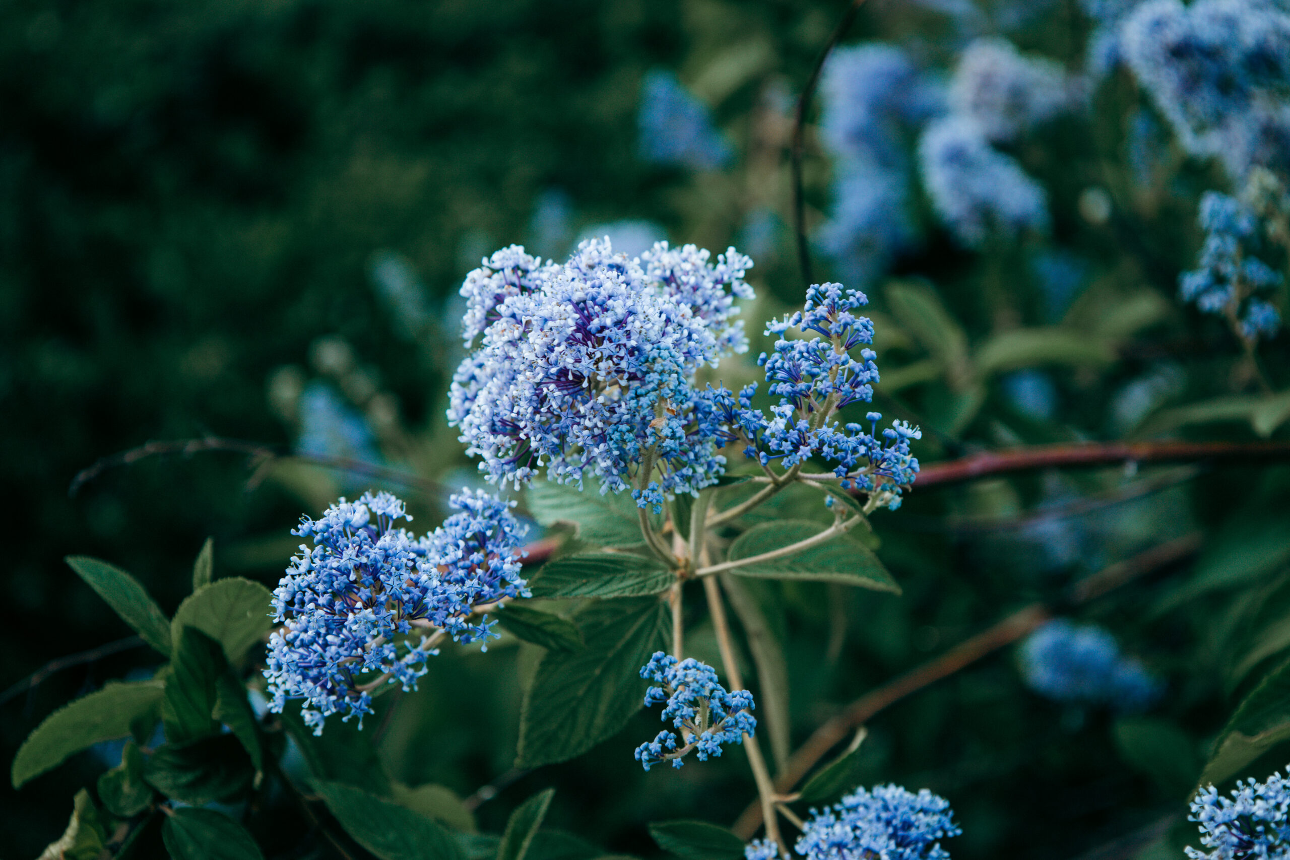 Blaue Blüten im Park in Rotterdam fotografiert mit Helios 44