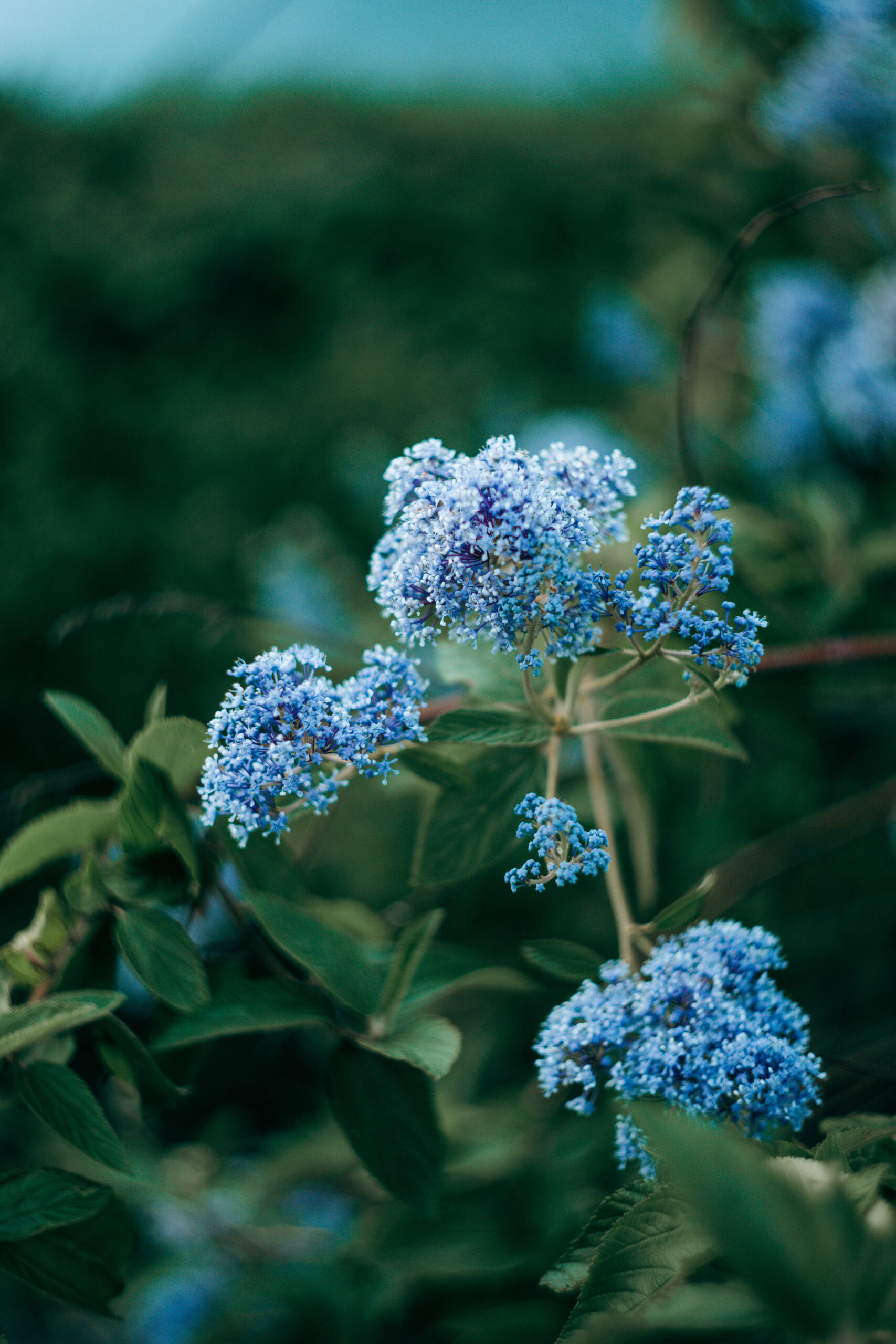 Blaue Blüten im Hochformat im Park in Rotterdam fotografiert mit Helios 44