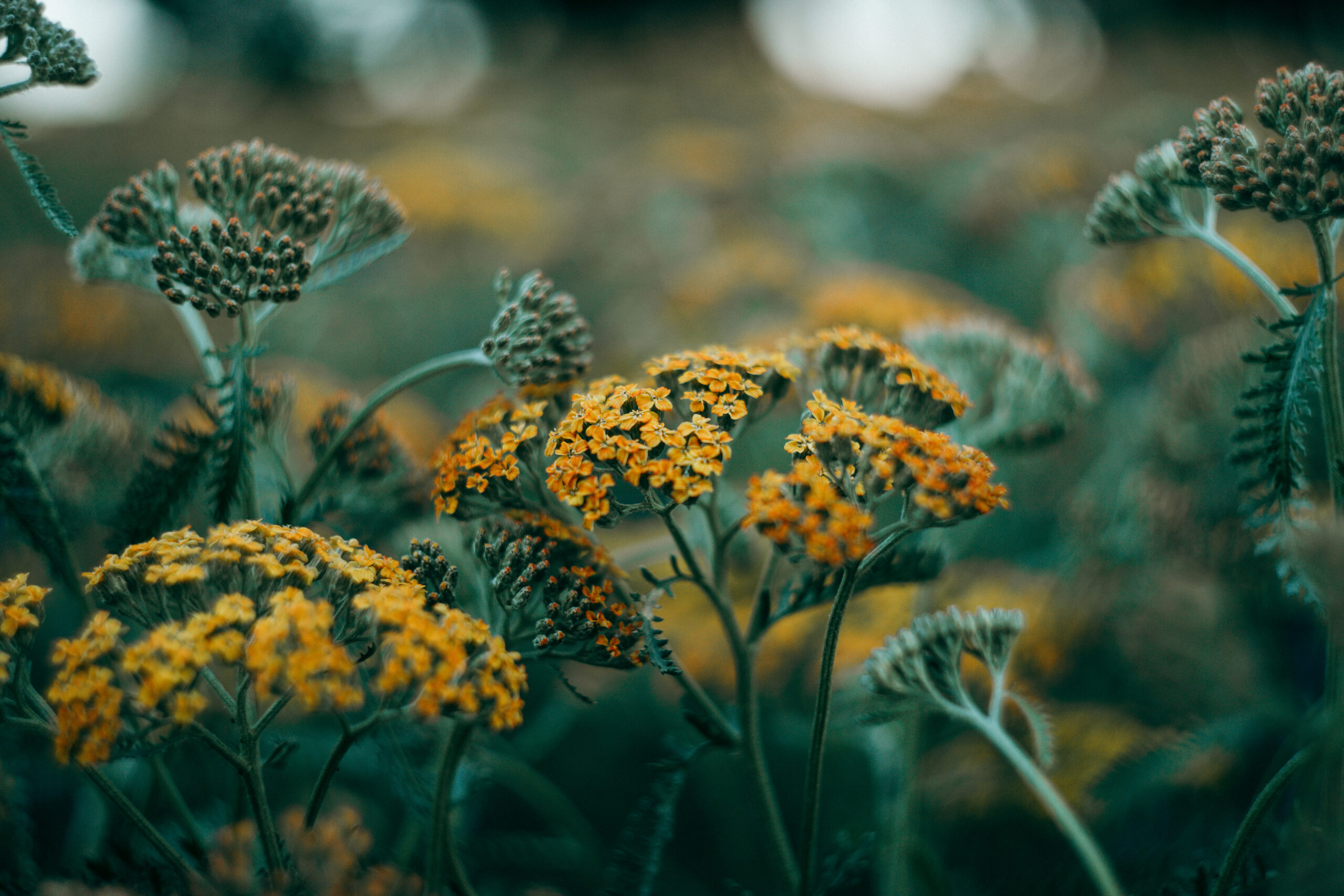 Gelbe Blüten im Park in Rotterdam fotografiert mit Helios 44