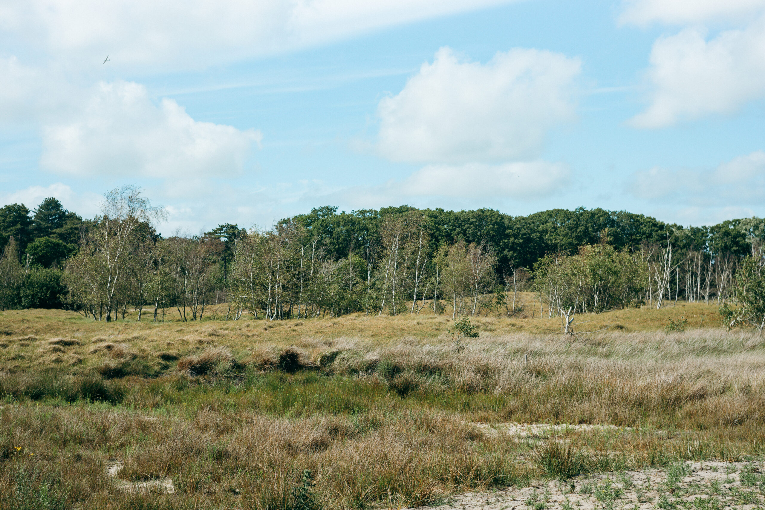 Dünenheide und niedrige Vegetation im Burgh-Haamstede Bos