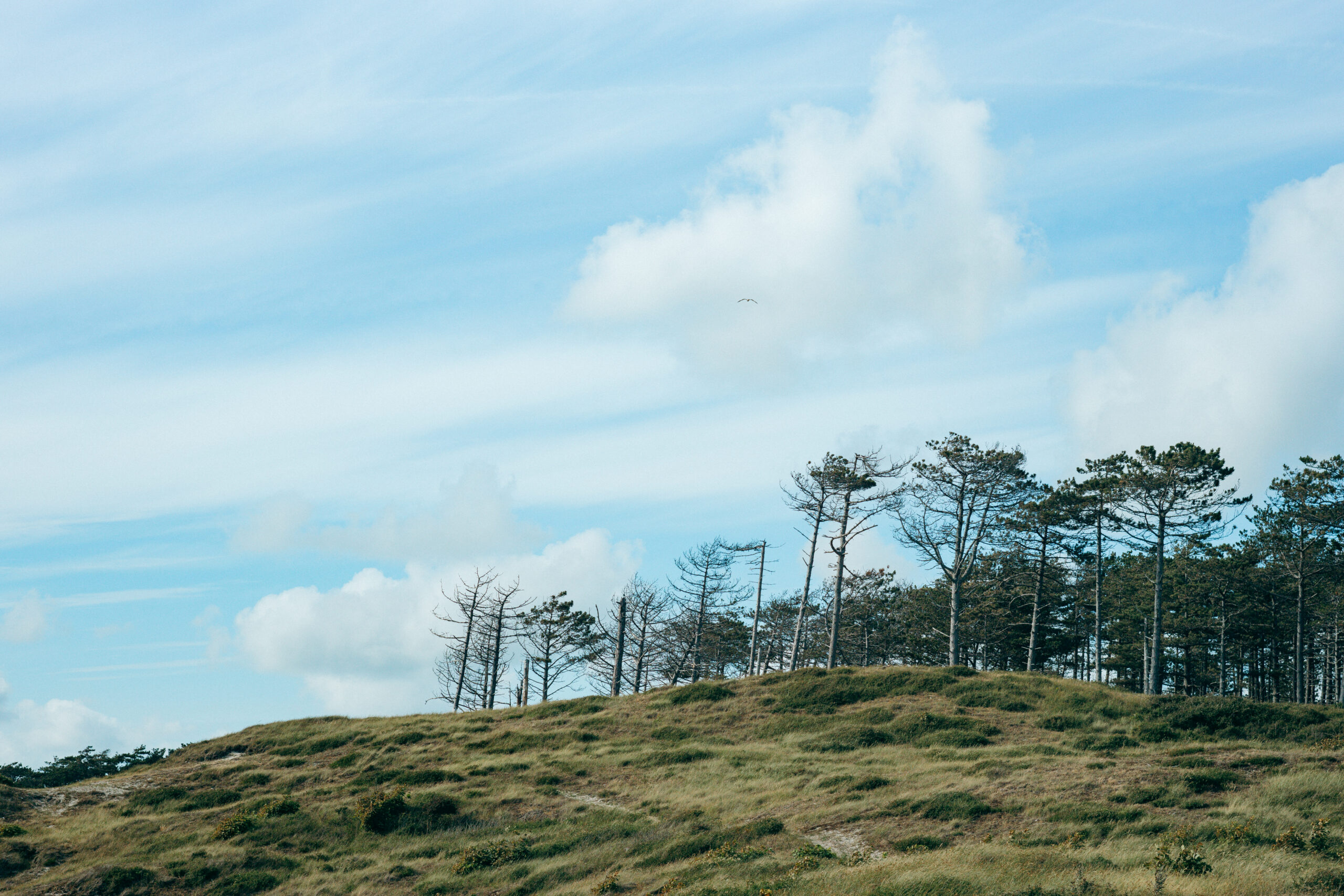 Dünenlandschaft im Burgh-Haamstede Bos in Zeeland