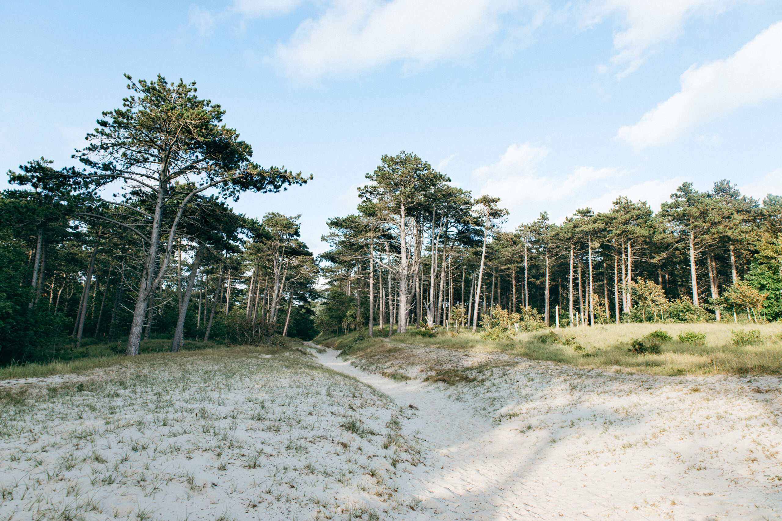 Dünenweg zurück zum Kiefernwald im Burgh-Haamstede Bos