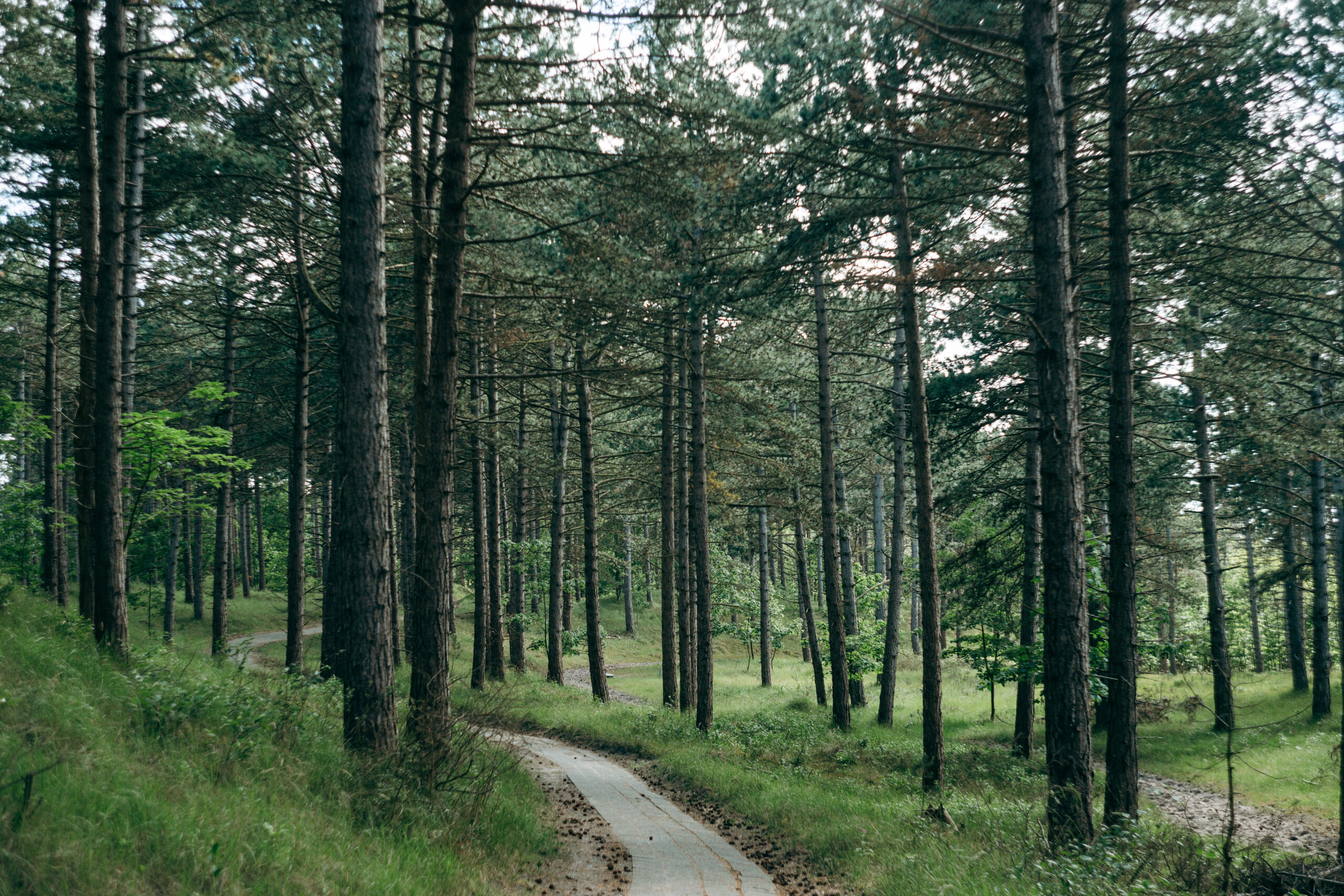 Kiefernwald im Burgh-Haamstede Bos