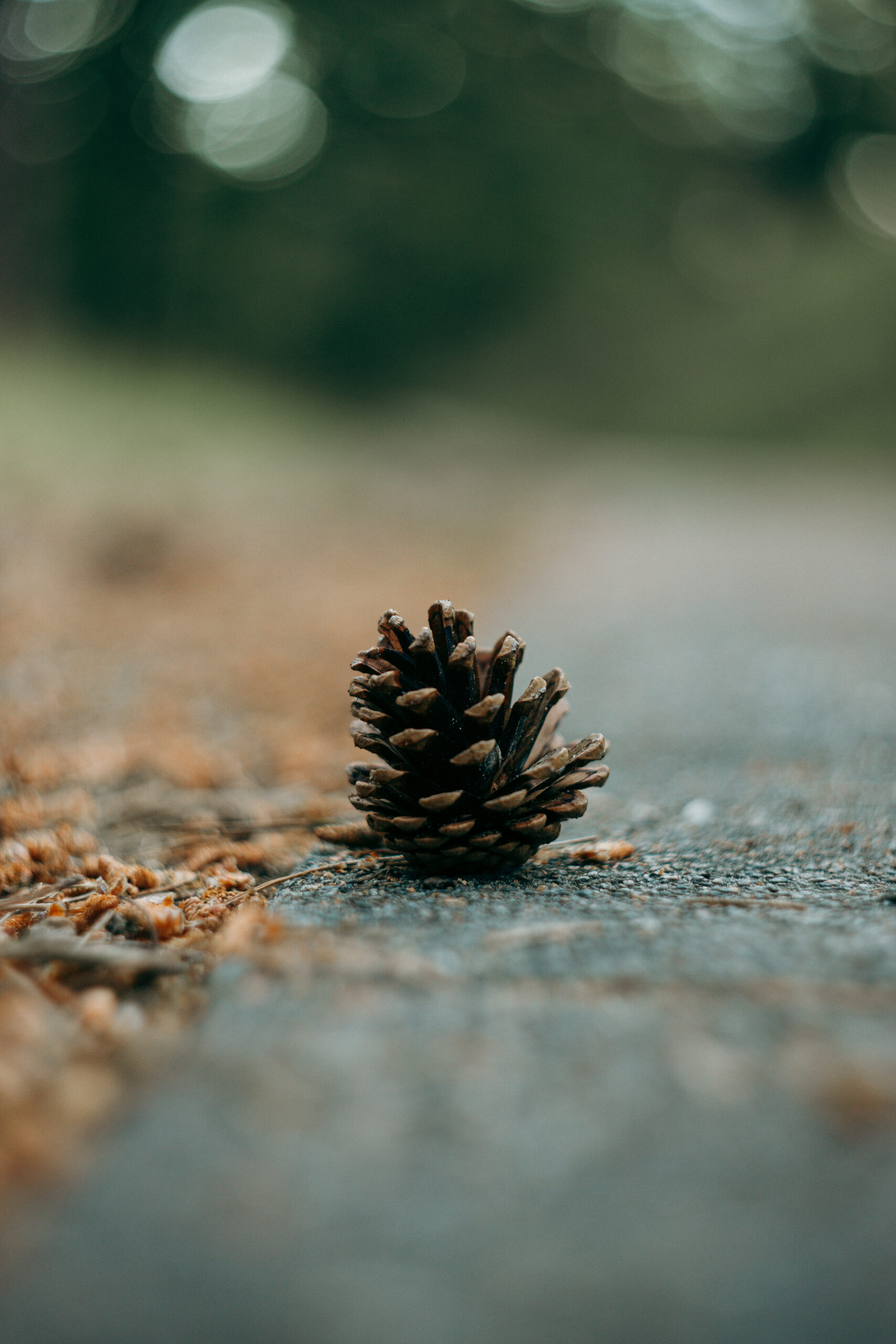 Kiefernzapfen als Naturdetail im Burgh-Haamstede Bos
