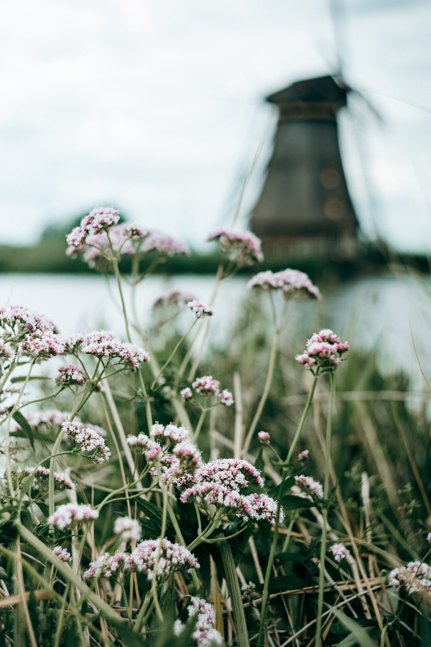 Rosa Wildblumen vor einer historischen Windmühle in Kinderdijk