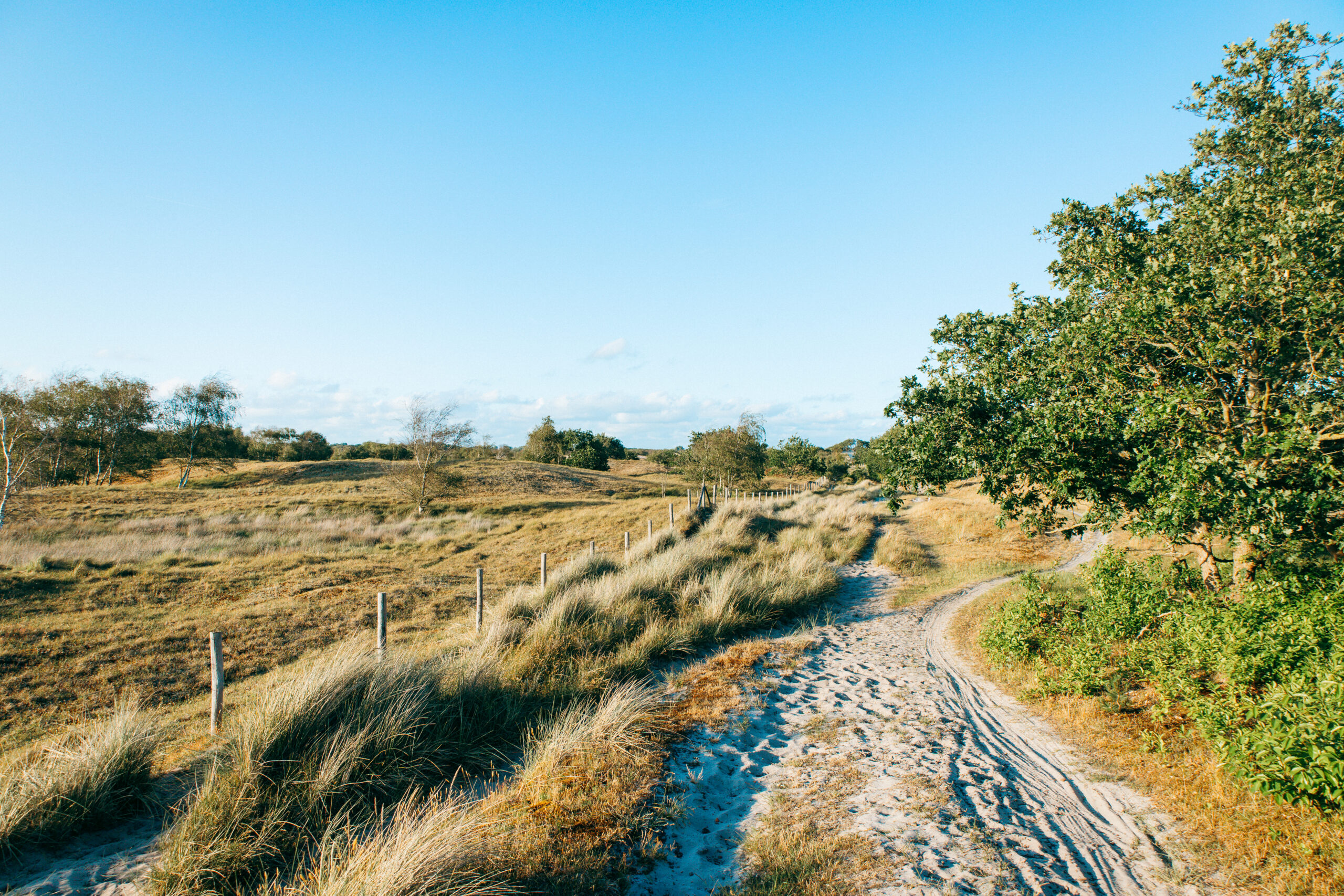 Sandweg durch den Burgh-Haamstede Bos in Zeeland