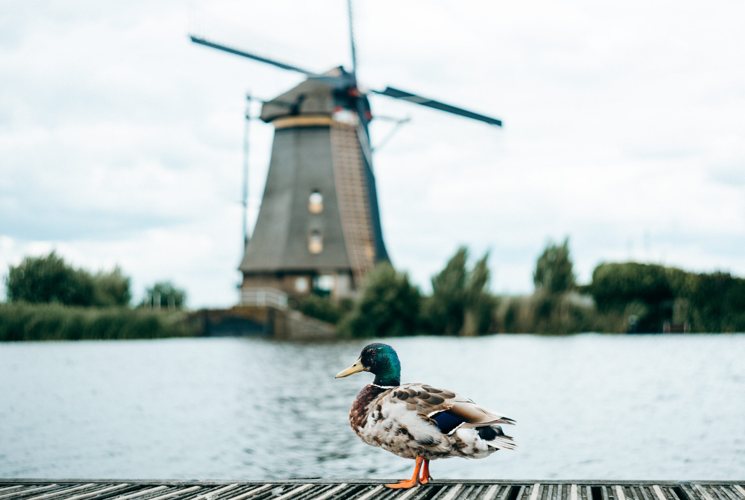 Stockente auf dem Wasser vor einer Windmühle in Kinderdijk