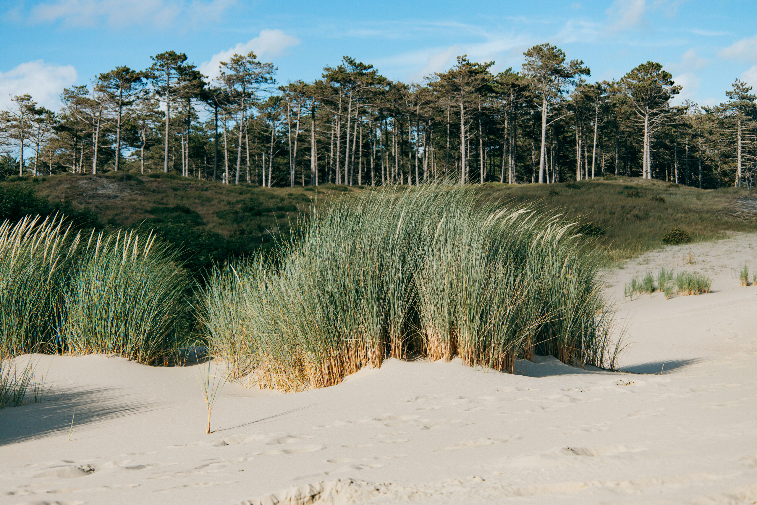 Strandhafer, Dünen und Kiefern im Burgh-Haamstede Bos