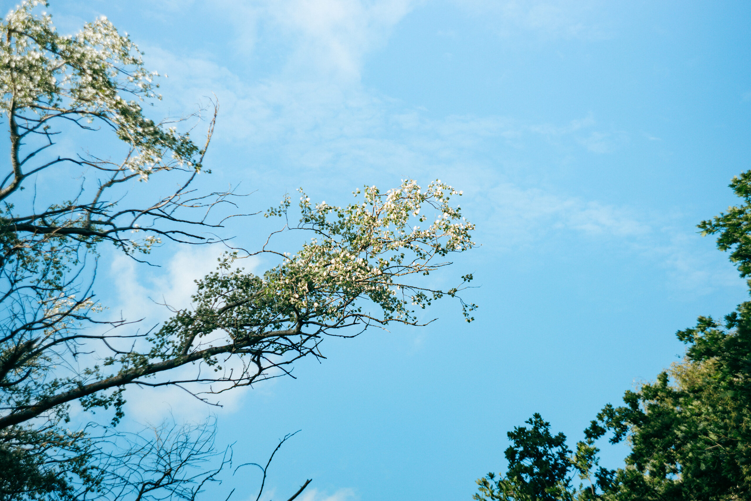 Weiße Blüten vor hellem Himmel im Burgh-Haamstede Bos