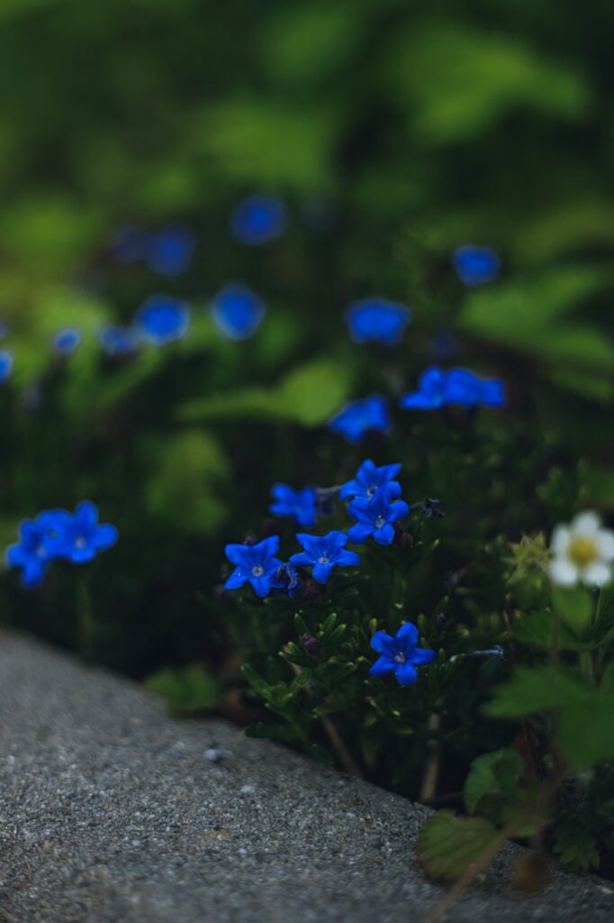 Kleine kräftig blaue Blüten neben einem grauen Stein vor unscharfem Grün