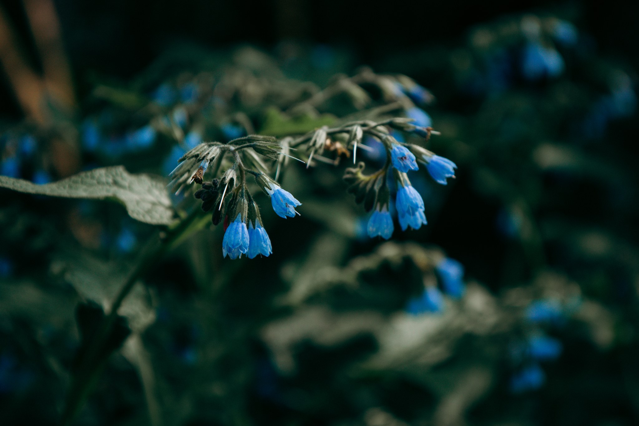 Blaue hängende Blüten und kleine Knospen vor dunklem unscharfem Grün