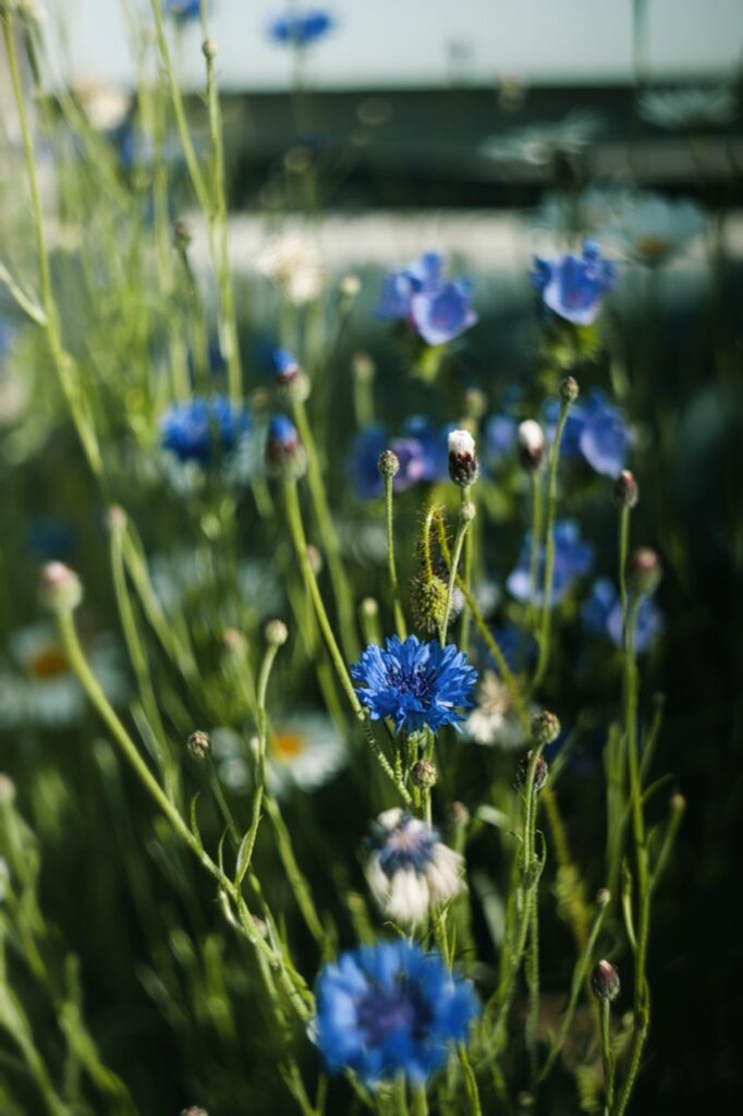 Blaue Kornblume zwischen hohen Gräsern und weiteren unscharfen Blüten