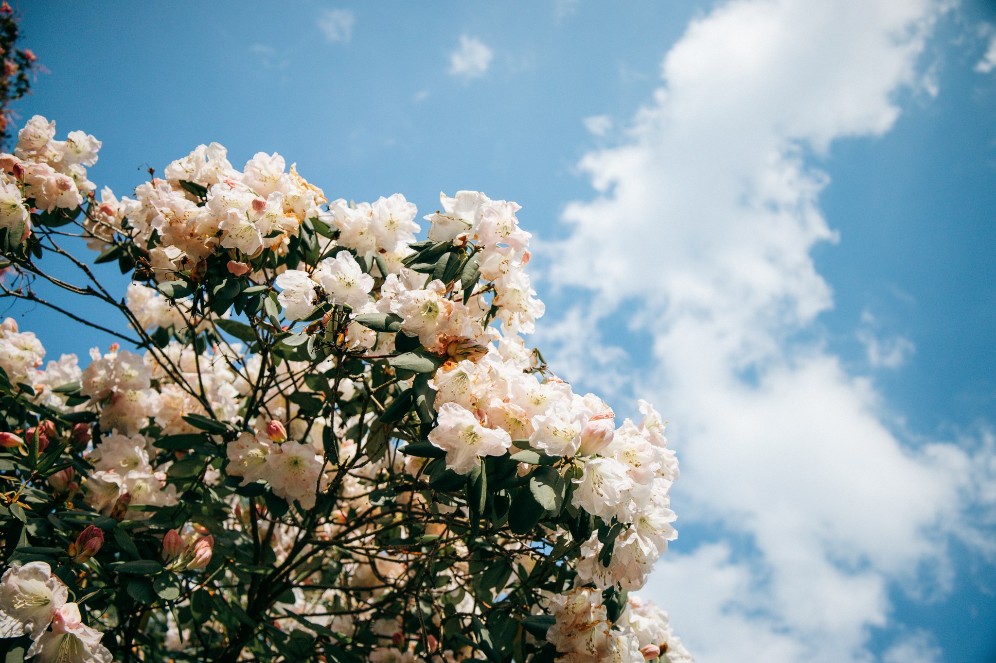 Cremefarbener Rhododendron vor blauem Himmel mit weißen Wolken
