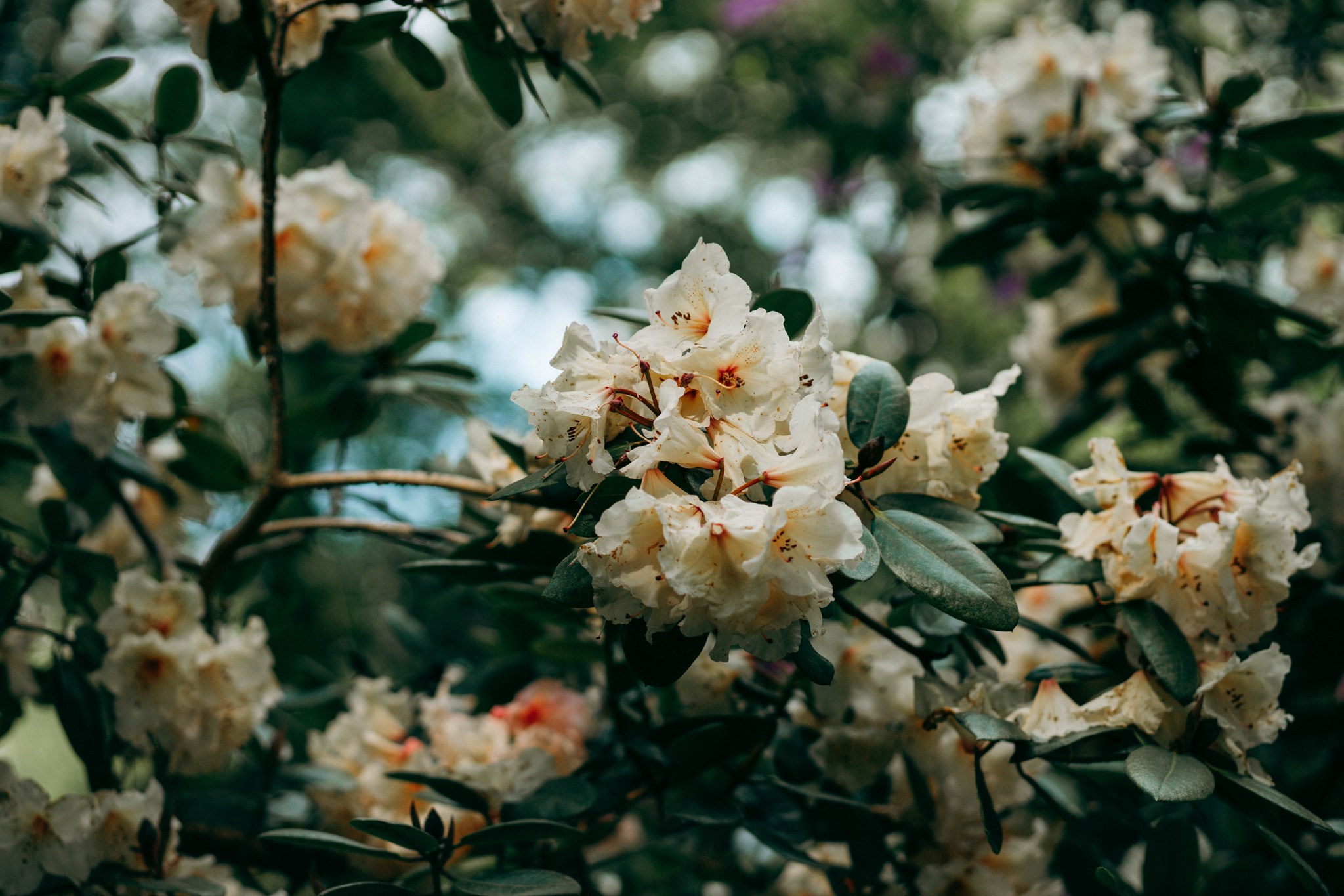 Cremefarbene Rhododendronblüten zwischen dunkelgrünen Blättern