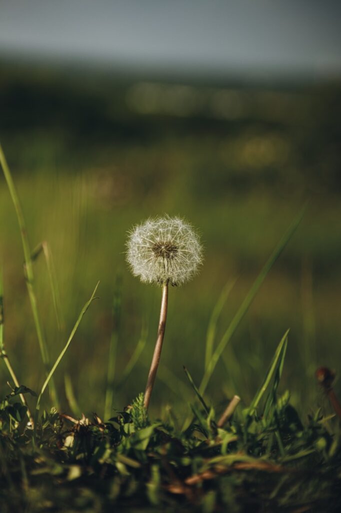 Einzelne Pusteblume zwischen Gräsern vor einem unscharfen Hintergrund