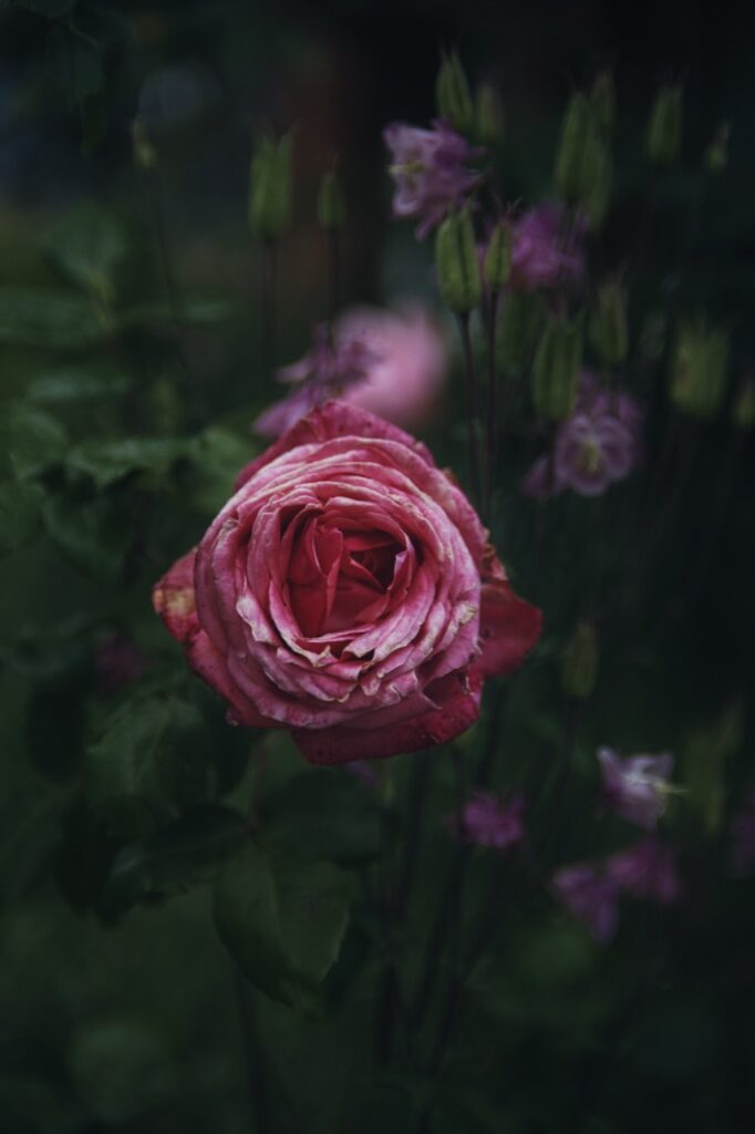 Rosafarbene Rose vor dunklem Grün und unscharfen violetten Blüten