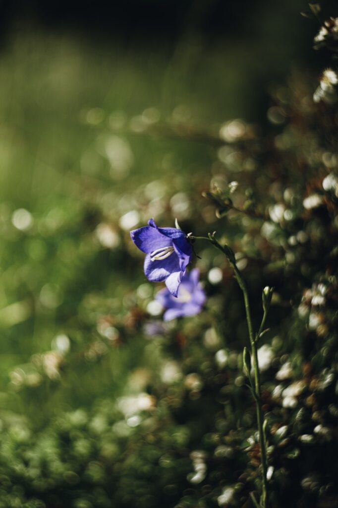 Violette glockenförmige Blüte vor grünem Hintergrund mit hellen Bokeh-Kreisen