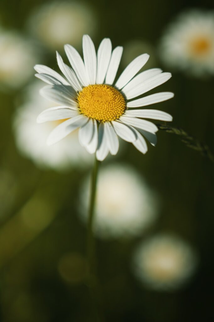 Nahaufnahme einer weißen Blüte mit gelber Mitte vor weichem grünem Bokeh