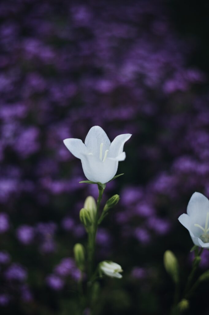 Weiße glockenförmige Blüte vor einem weichen Hintergrund aus violetten Blüten