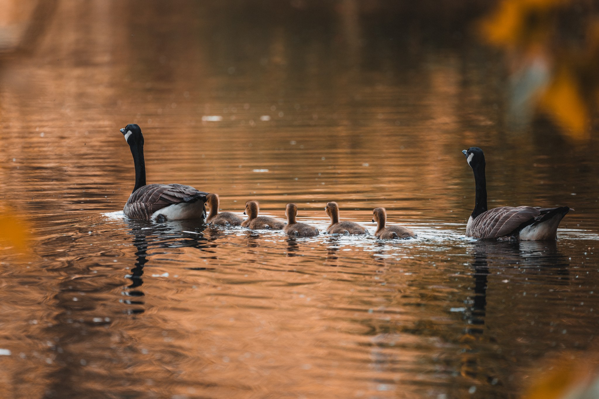 Zwei Kanadagänse mit einer Reihe kleiner Küken auf dem Wasser