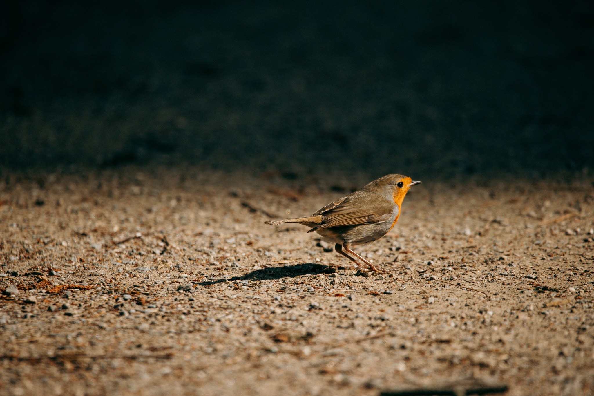 Kleiner Vogel mit orangefarbener Brust auf einem hellen Kiesweg