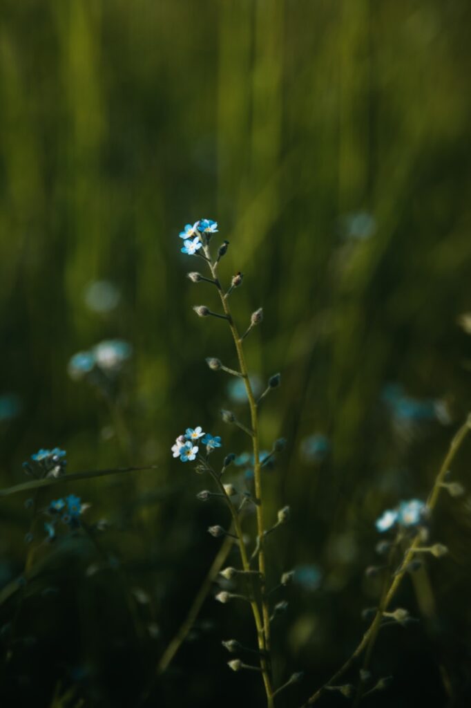 Kleine hellblaue Blüten an einem dünnen Stängel vor weichem Grün