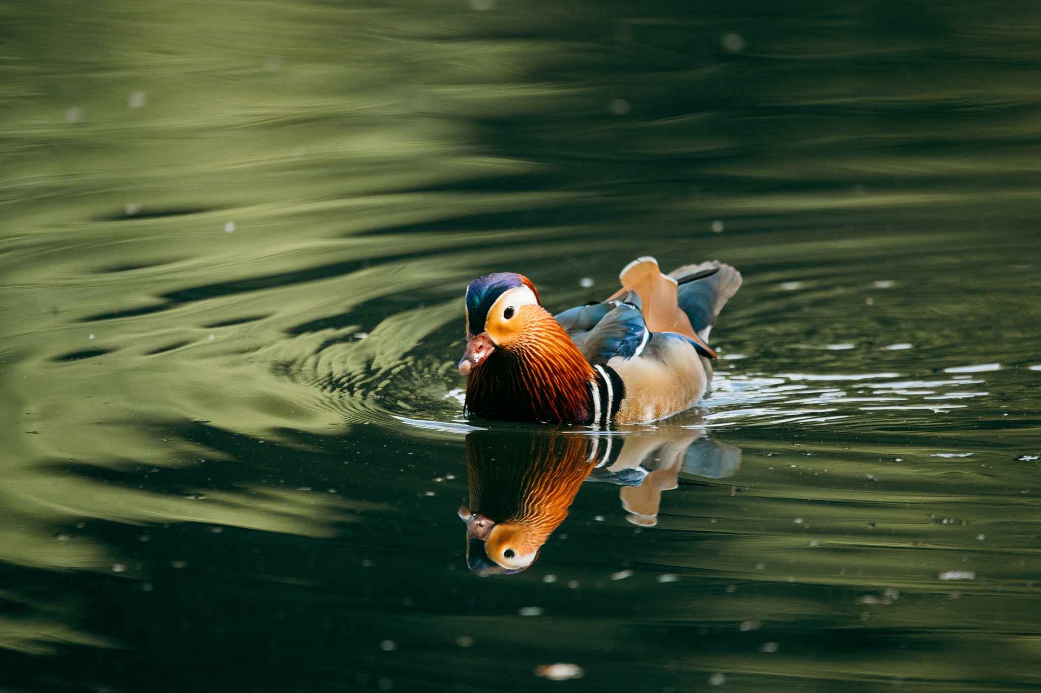 Bunt gefiederte Mandarinente schwimmt auf grünlich schimmerndem Wasser