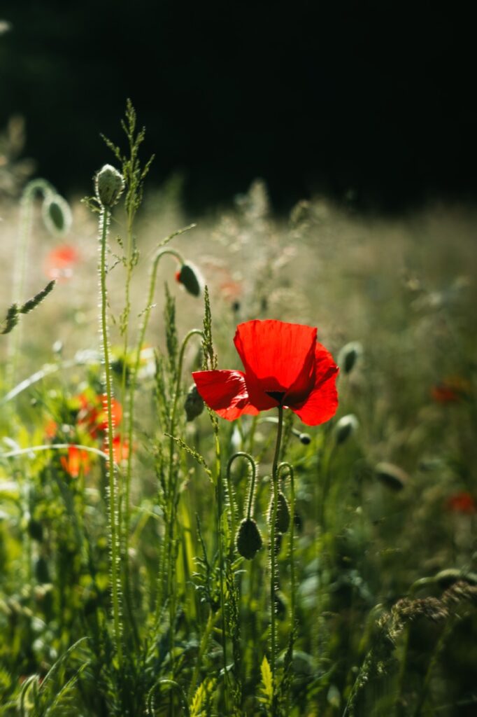 Rote Mohnblüte im Gegenlicht zwischen Gräsern und geschlossenen Knospen