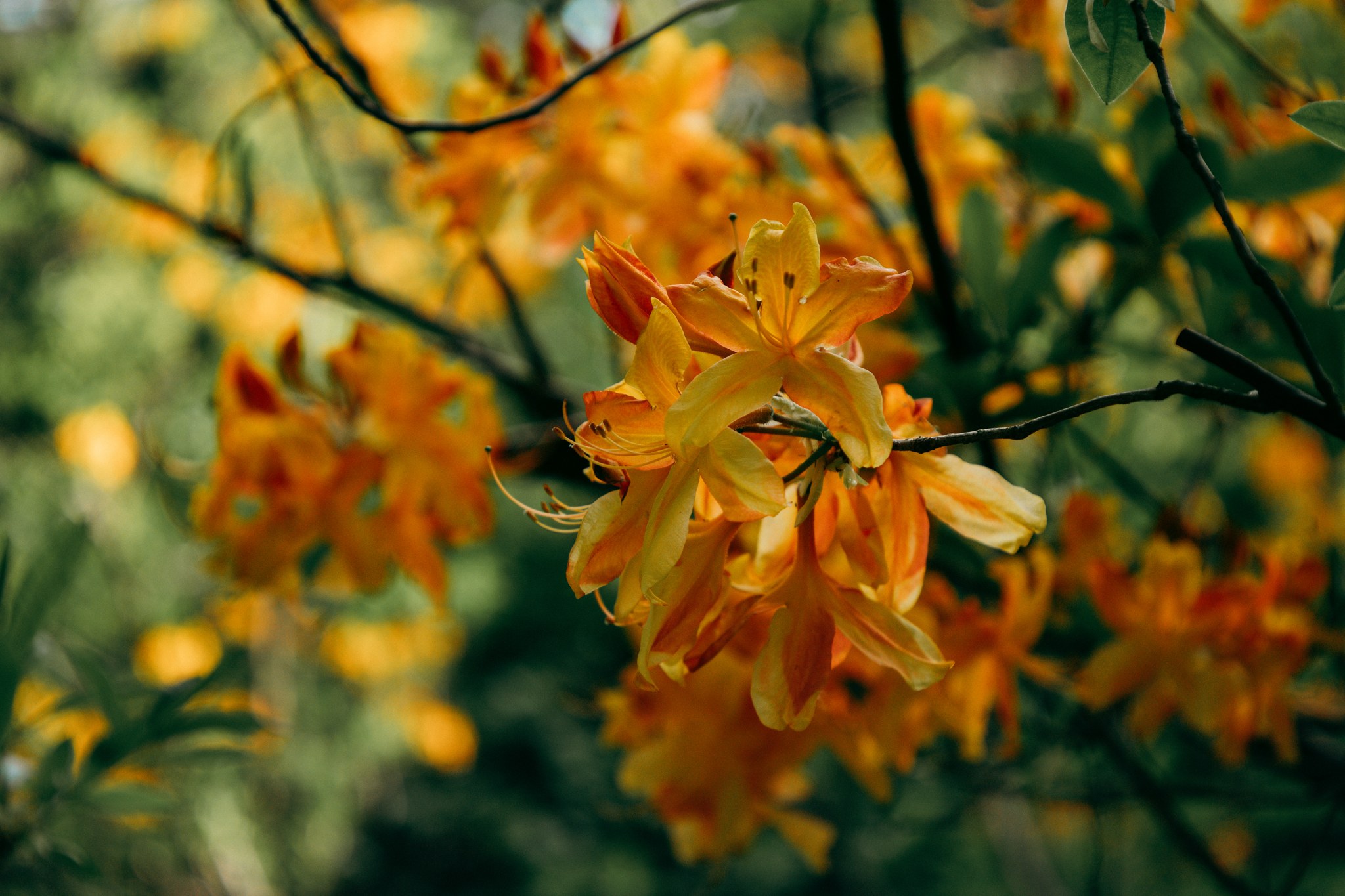 Orangefarbene Blüten und feine Zweige im Sonnenlicht