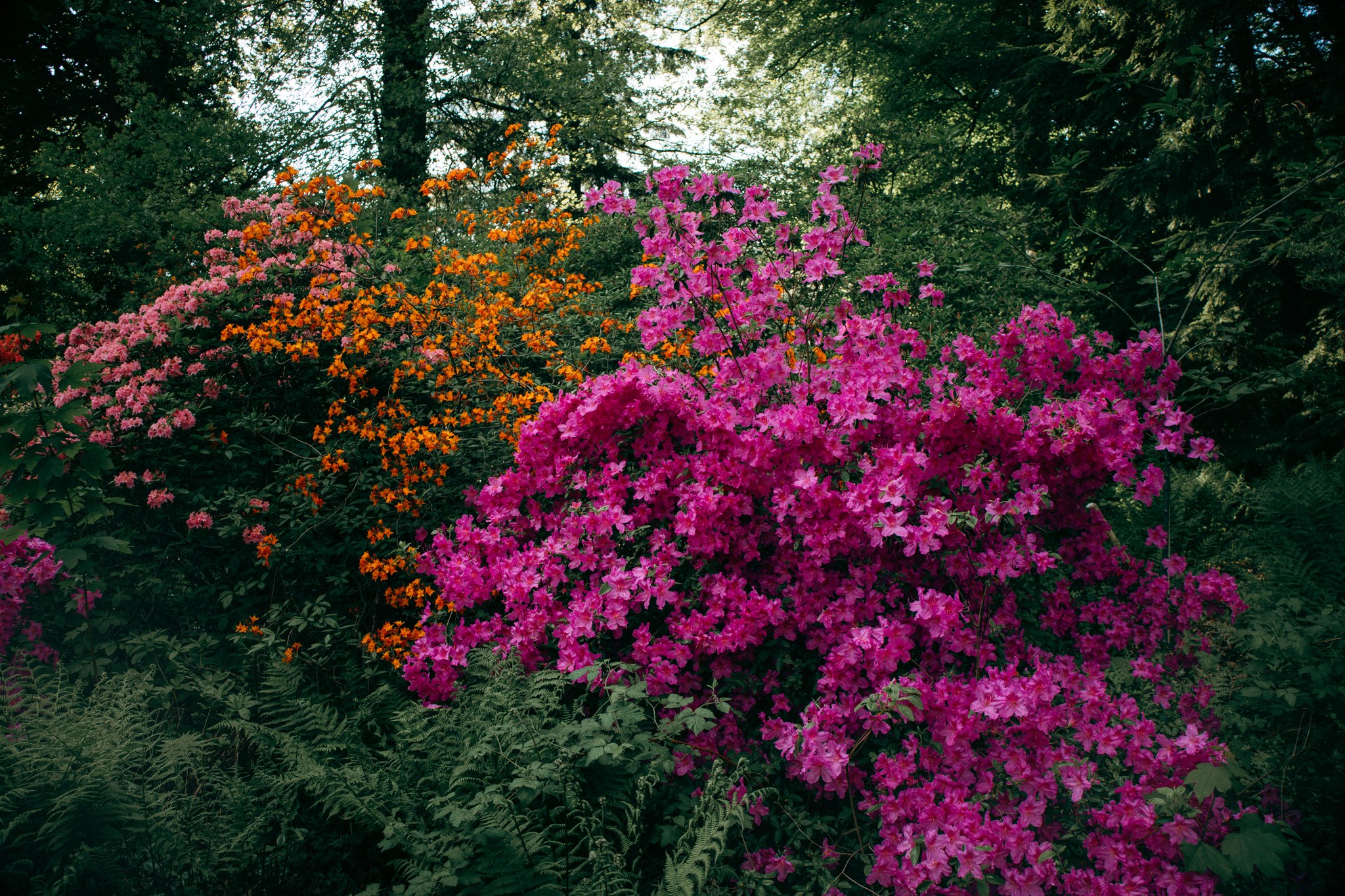 Große Rhododendronsträucher mit pinken und orangefarbenen Blüten unter Bäumen im Rombergpark