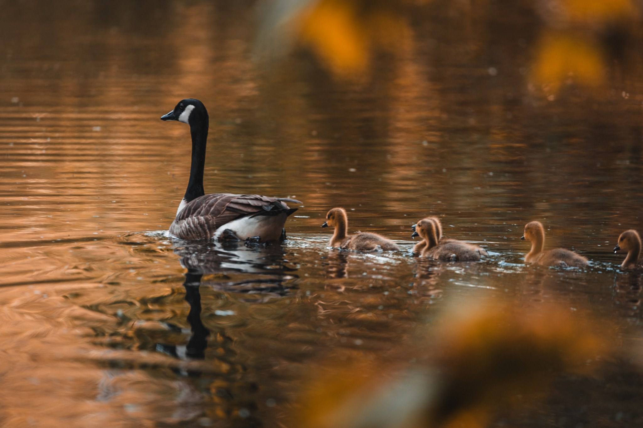 Kanadagans mit kleinen Küken auf golden schimmerndem Wasser