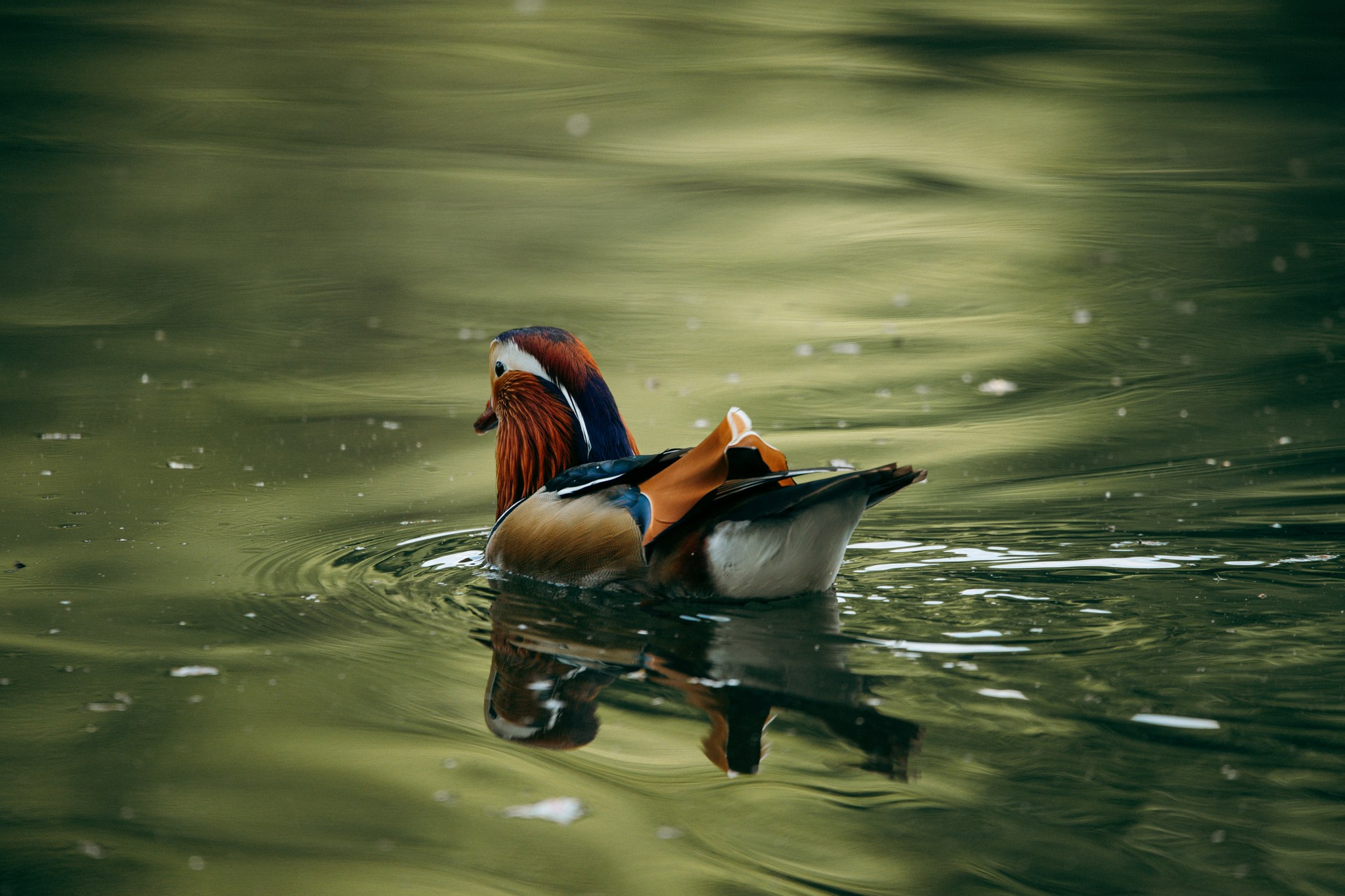 Mandarinente im Seitenprofil auf dem See im Rombergpark