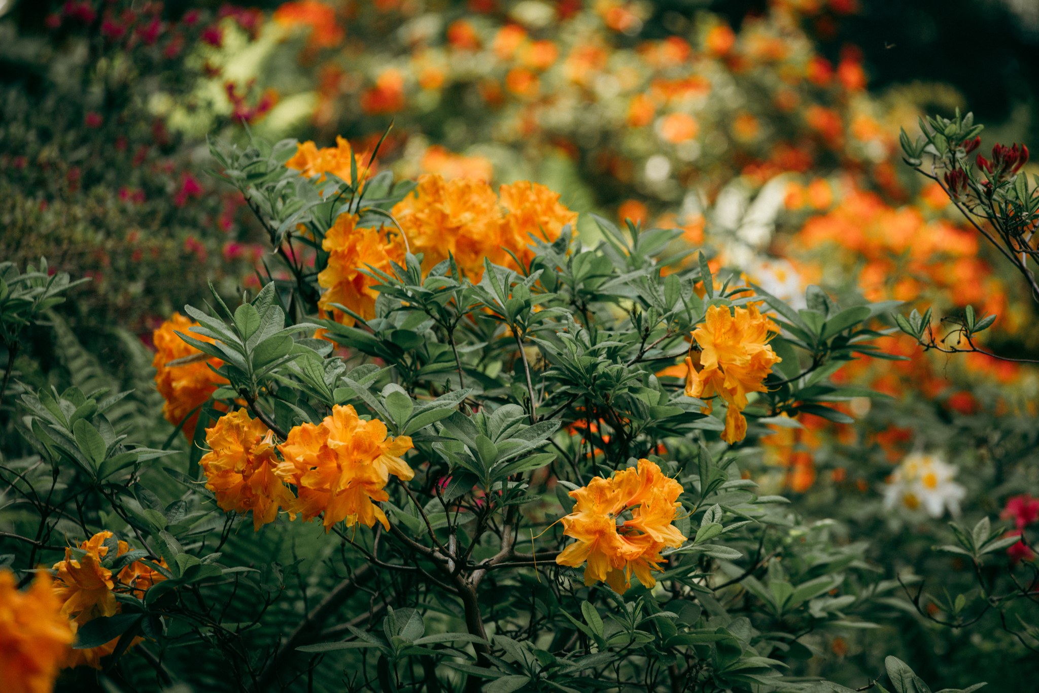 Orangefarbene Blüten zwischen dunkelgrünen Blättern