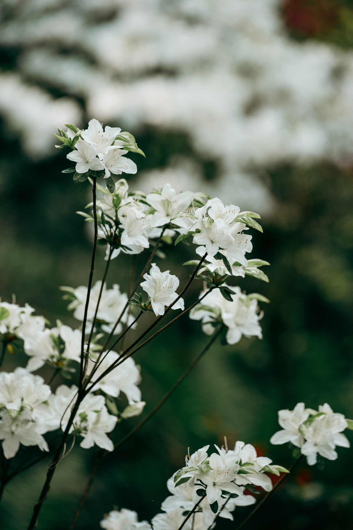 Weiße Blütenzweige mit unscharfen weißen Blüten im Hintergrund