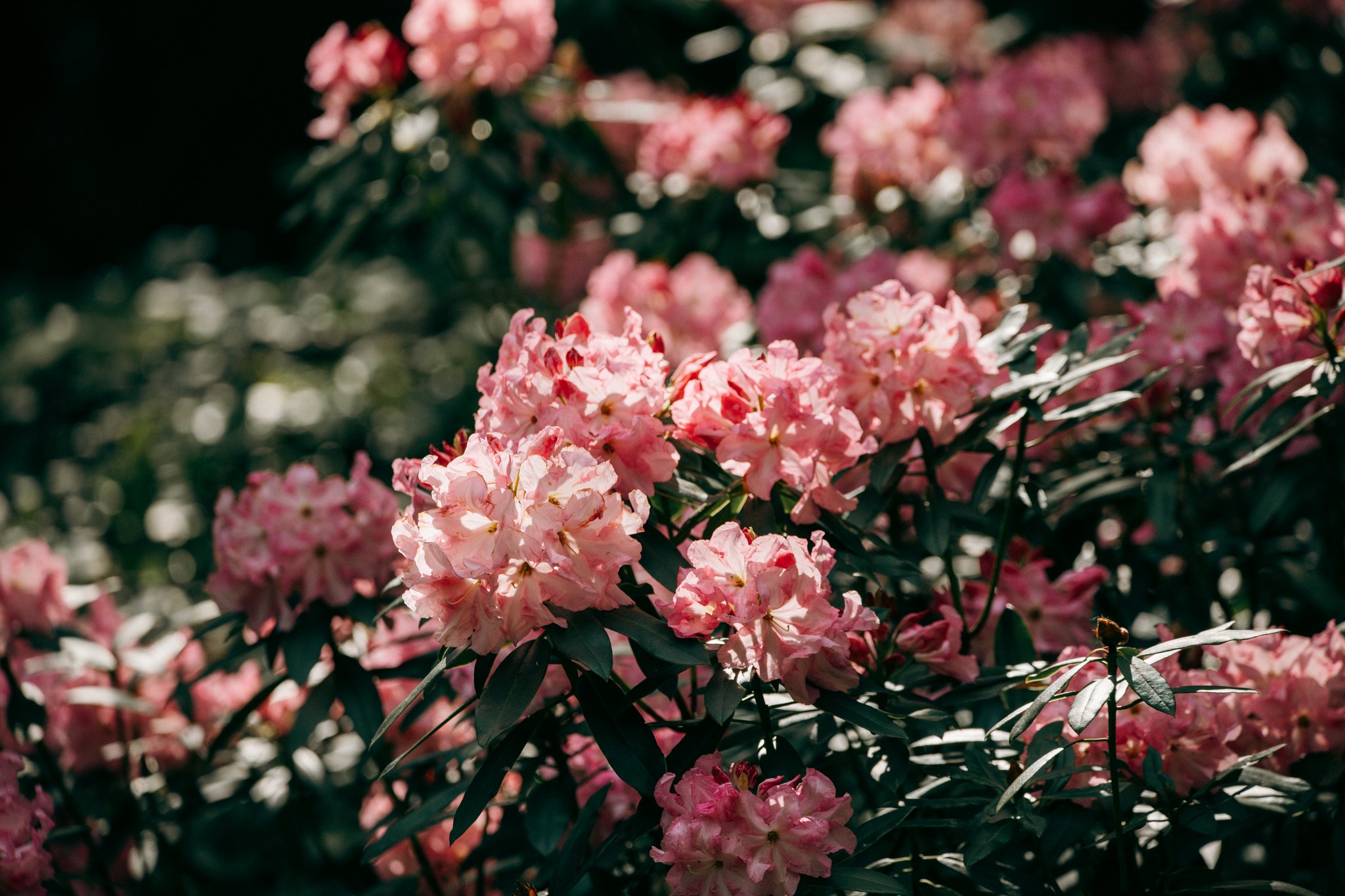 Rosa Rhododendronblüten an ausladenden Zweigen