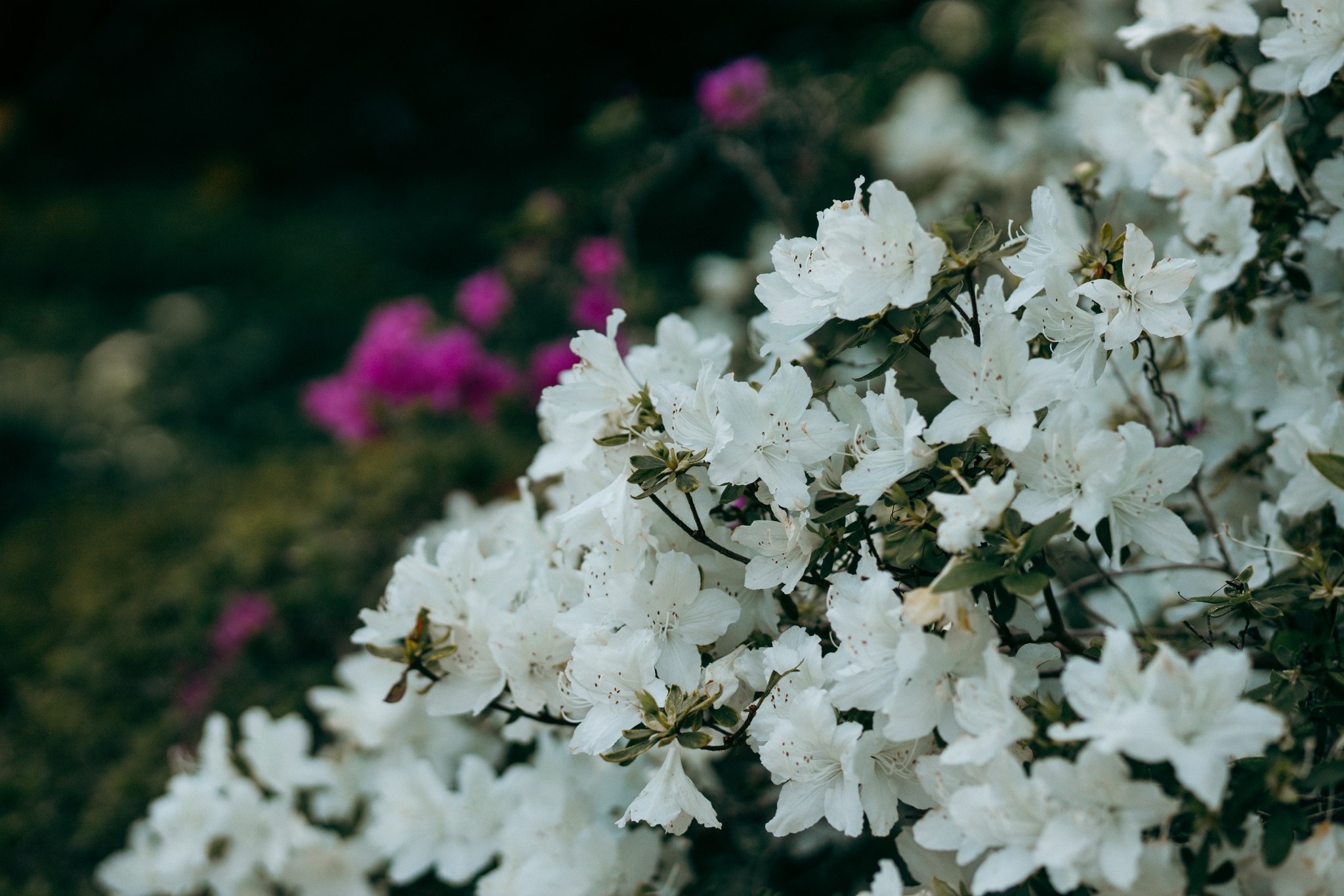 Weiße Blüten vor dunklem Grün und unscharfen pinken Blüten