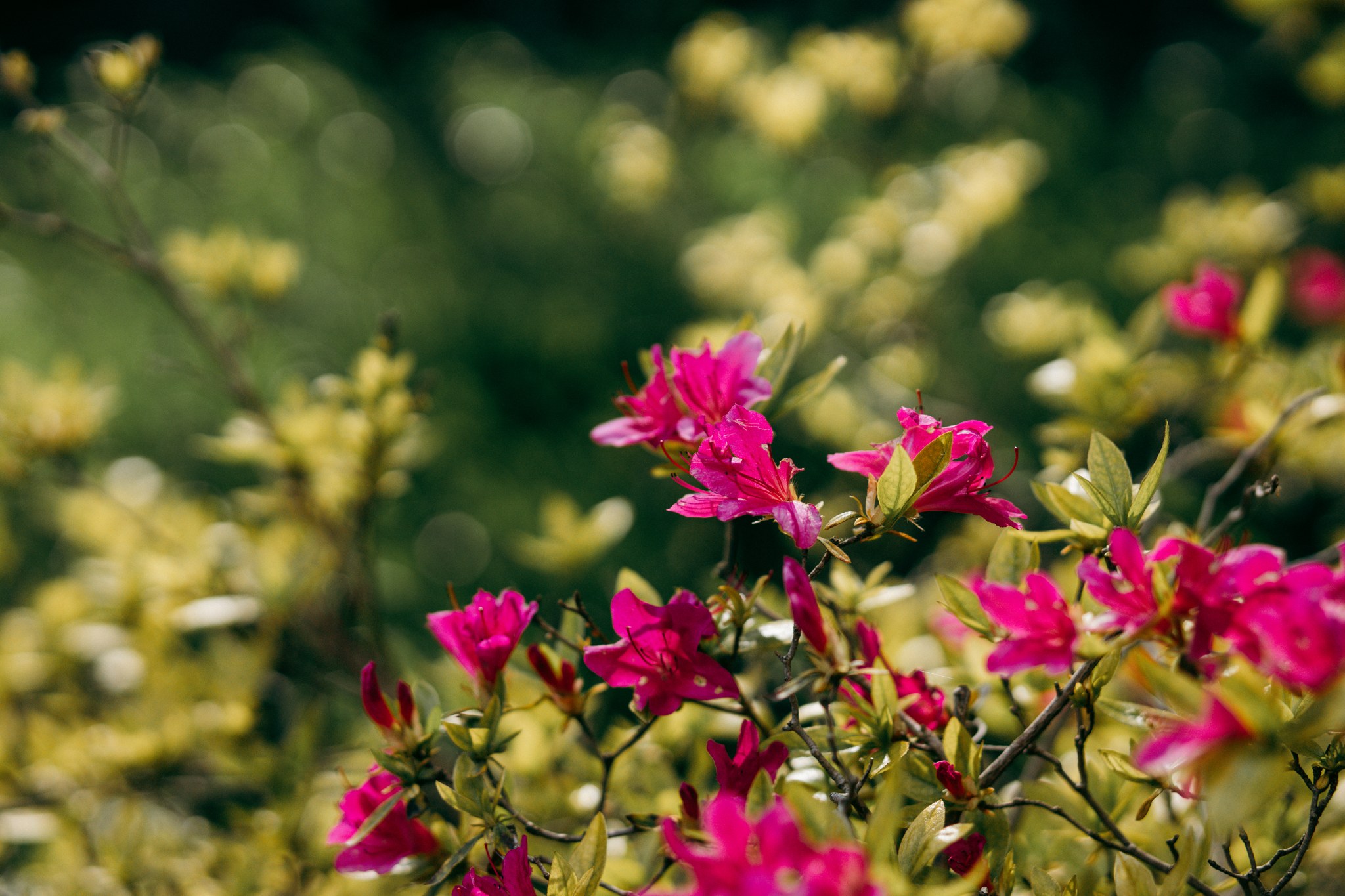 Leuchtend pinke Blüten zwischen Blättern im Gegenlicht