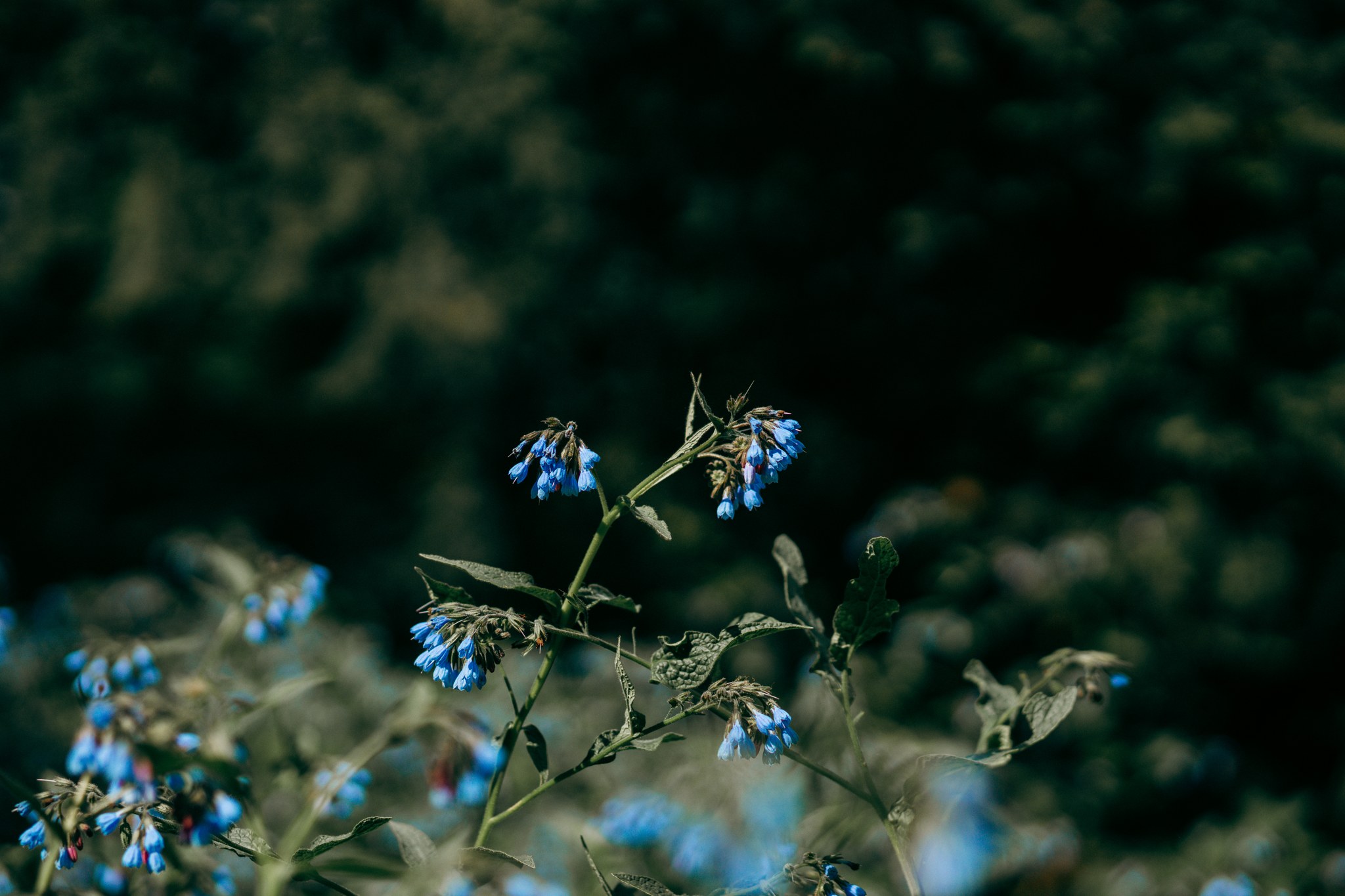 Kleine blaue Blüten vor einem dunklen unscharfen Hintergrund