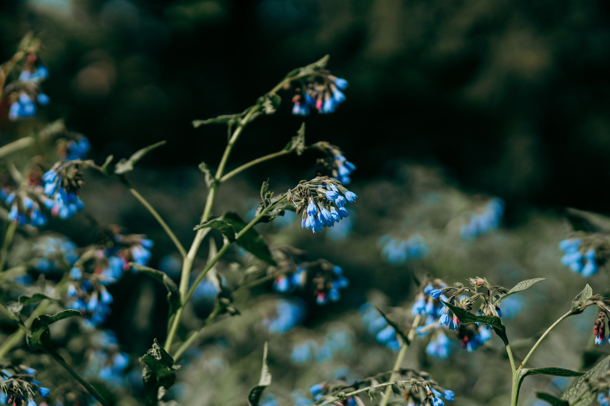 Blaue Blüten zwischen feinen grünen Stängeln