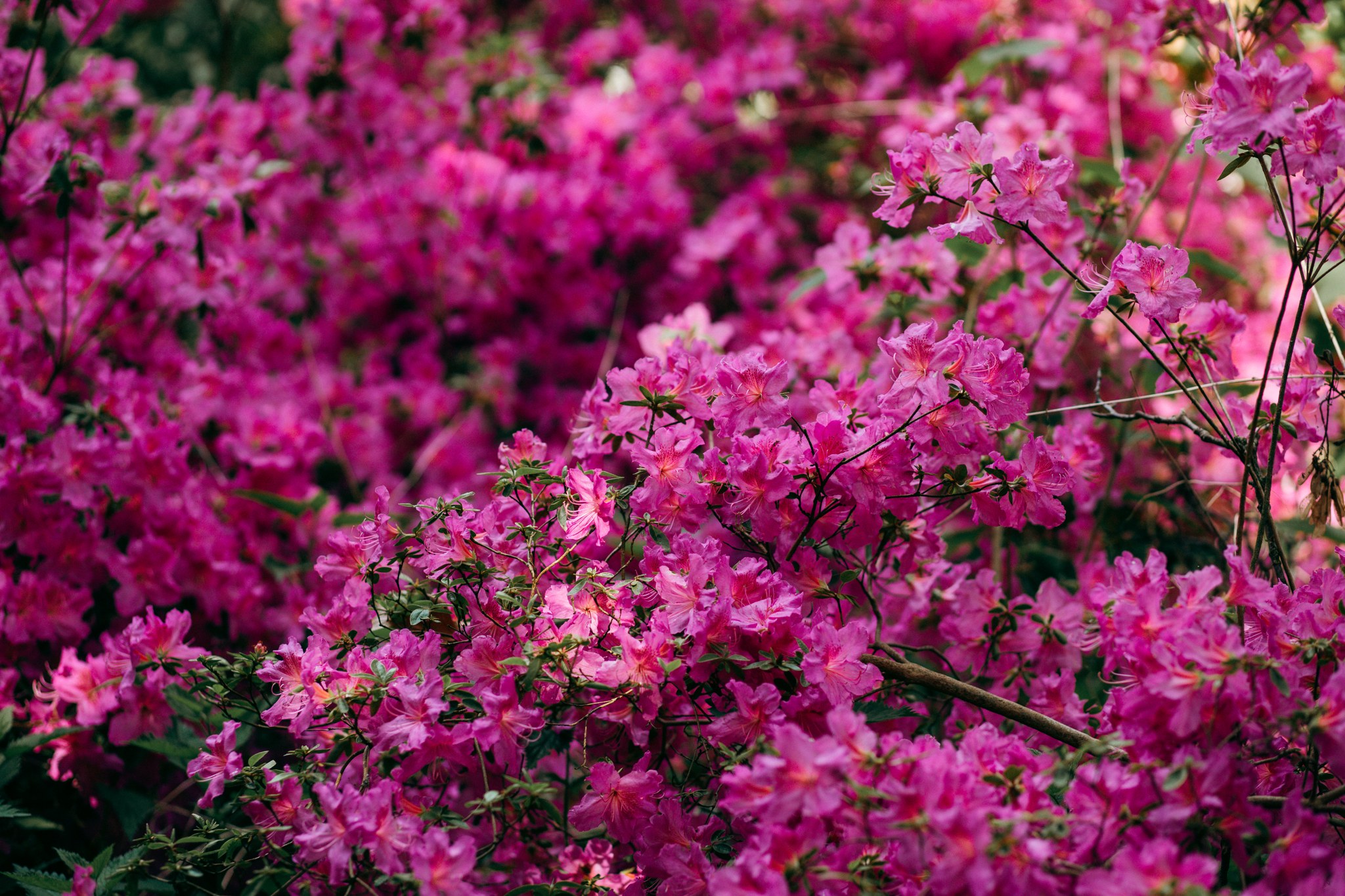 Viele kräftig pinke Blüten an einem Strauch