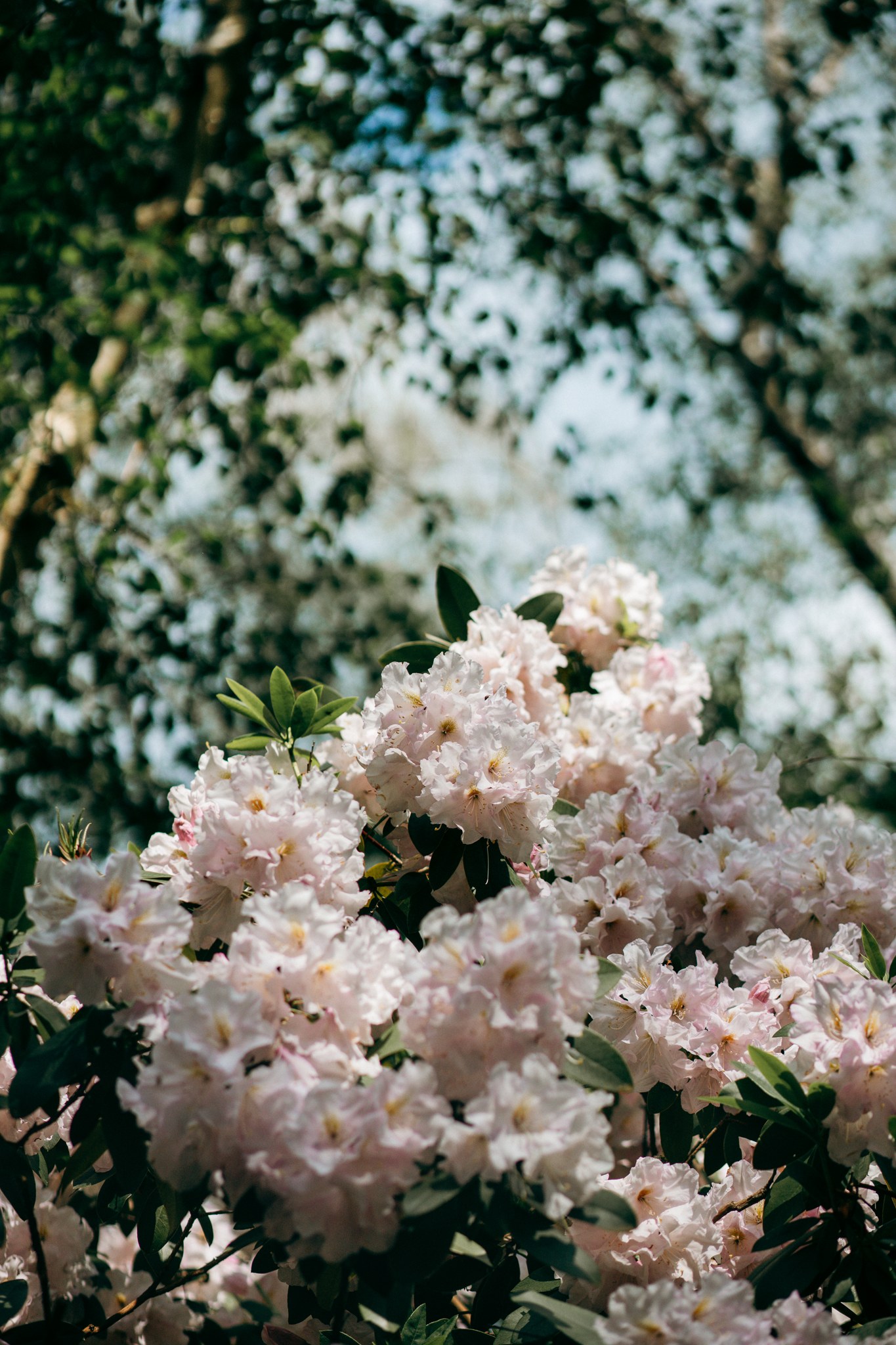 Helle rosa Rhododendronblüten vor Bäumen und Himmel