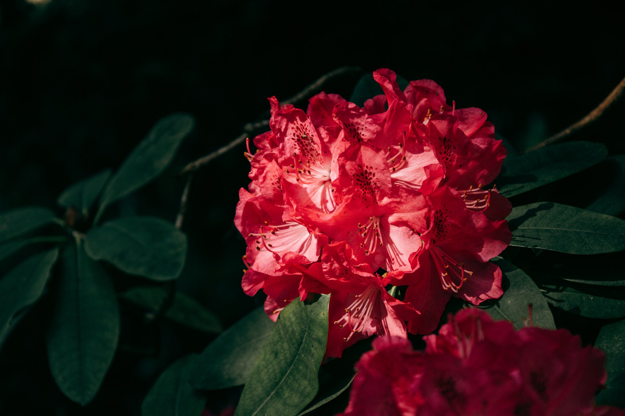Rote Rhododendronblüten im Sonnenlicht vor dunklen Blättern
