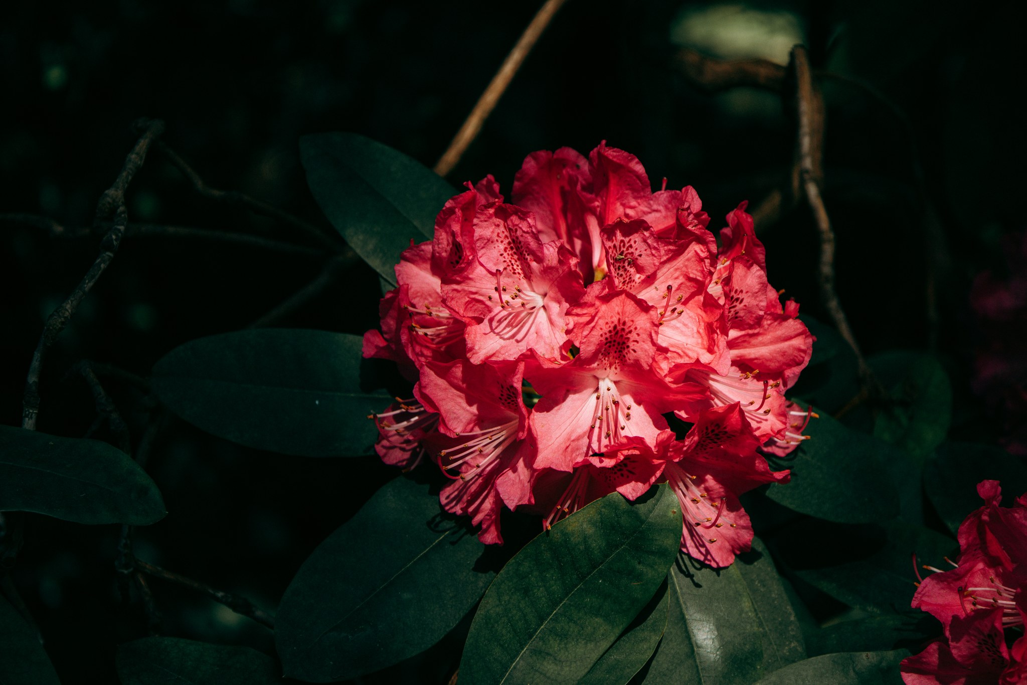 Rote Blüten und dunkelgrüne Blätter im Schatten