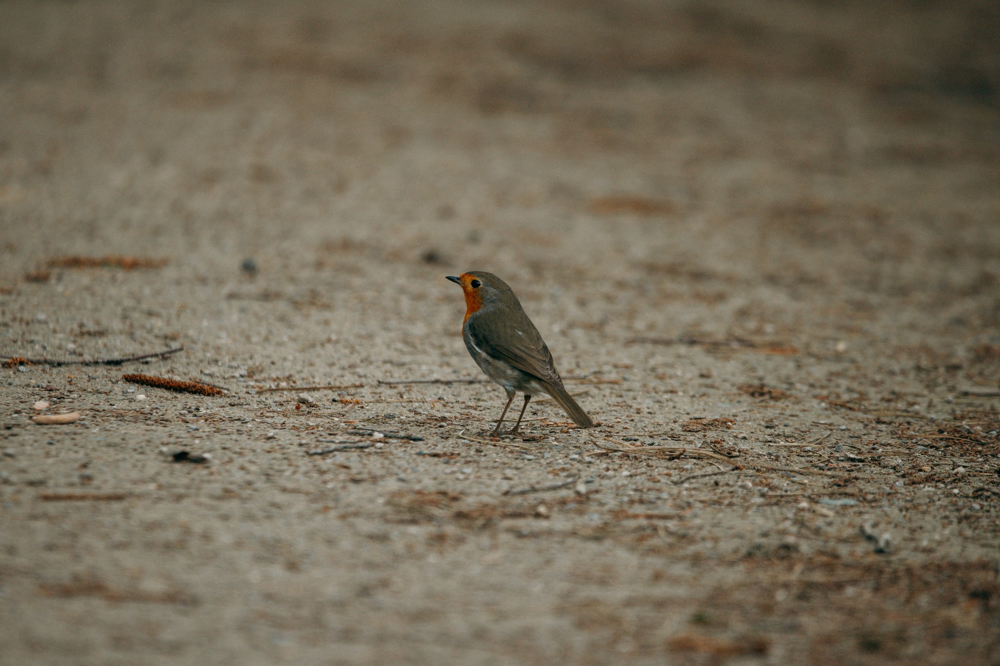 Kleiner Vogel auf einem hellen Kiesweg im Rombergpark