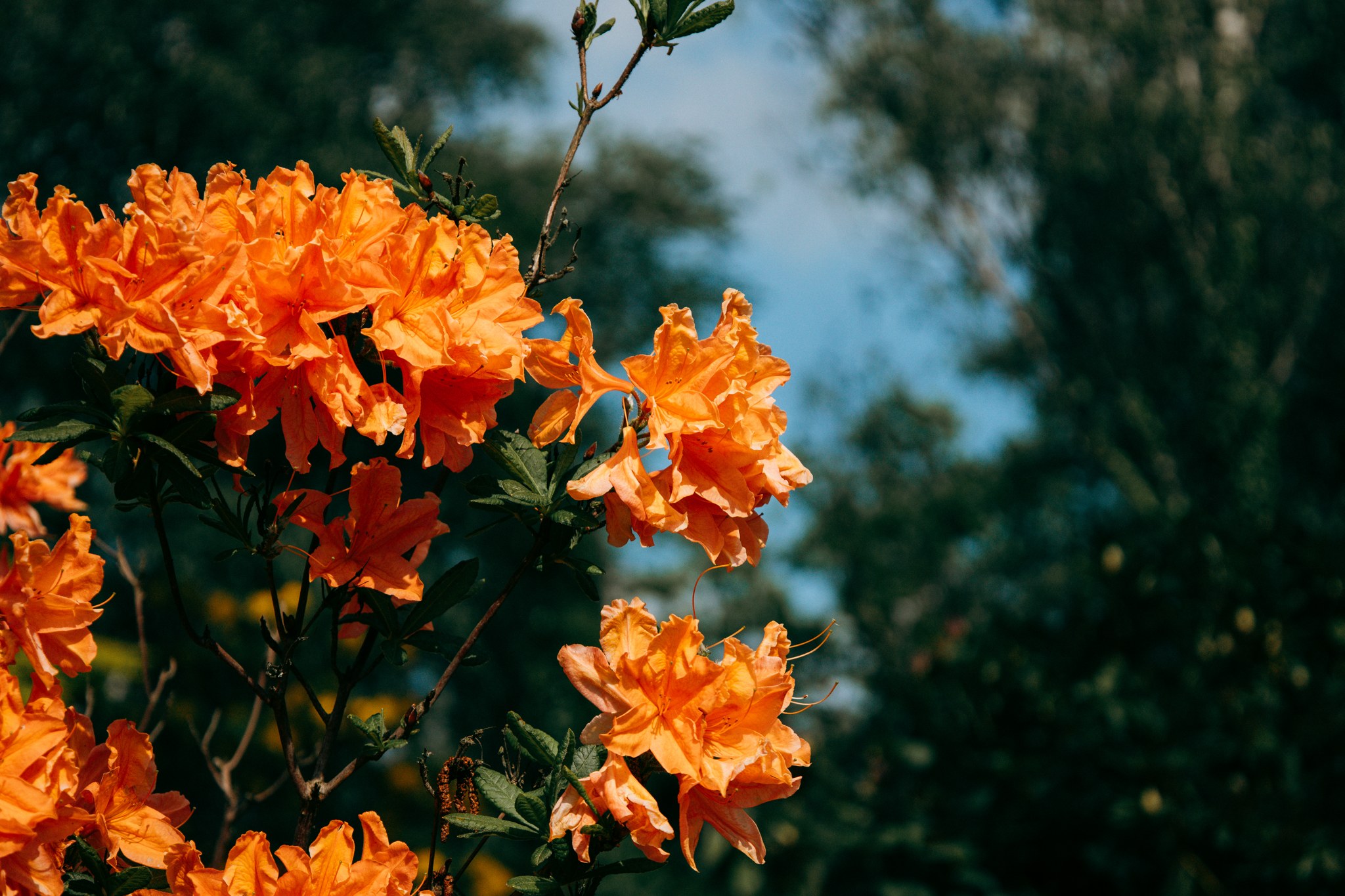 Orangefarbene Blüten vor blauem Himmel und Bäumen