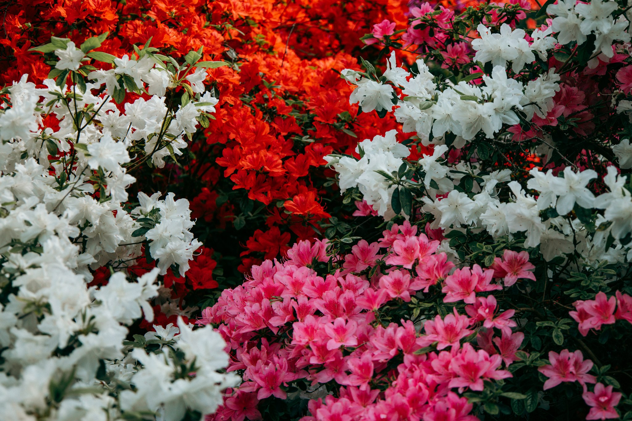 Weiße, rote und rosa Blüten dicht nebeneinander